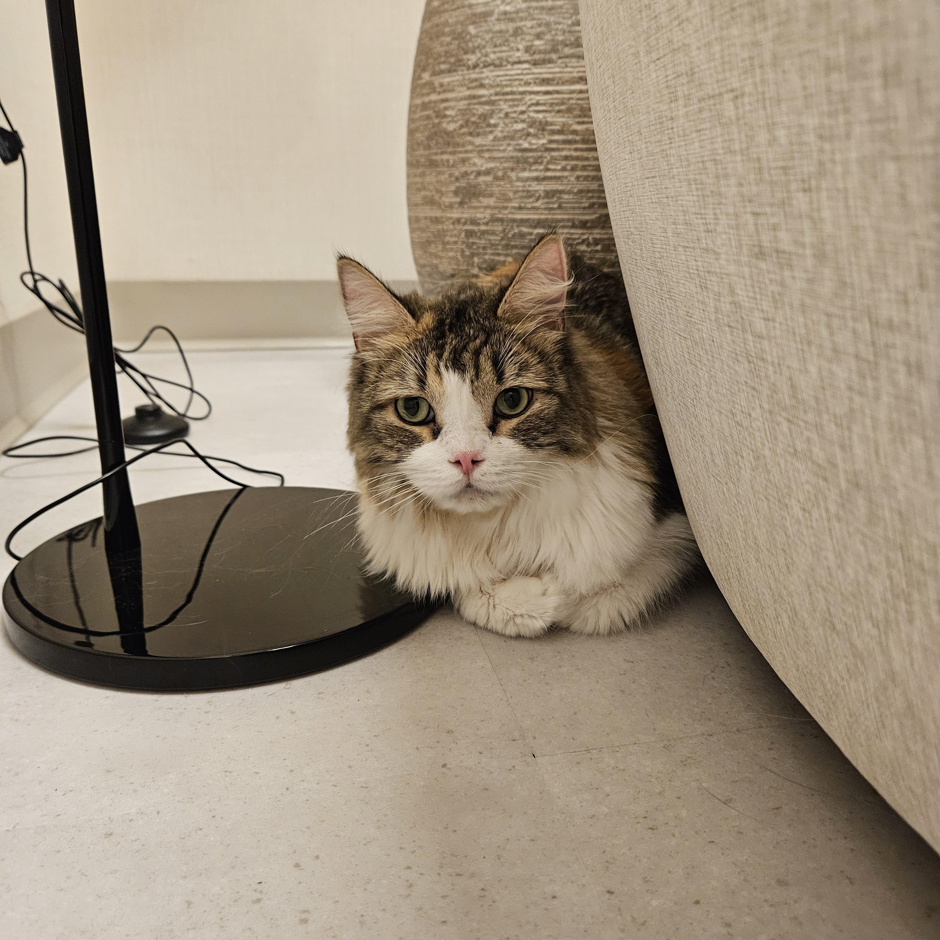 Poppy, Adoptable, Adult Female Domestic Medium Hair.