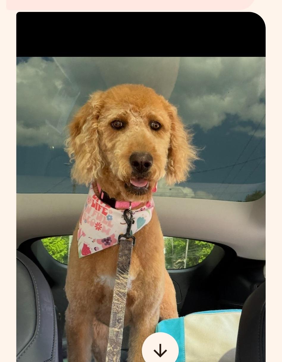 Rubie, Adoptable, Young Female Poodle & Labradoodle.
