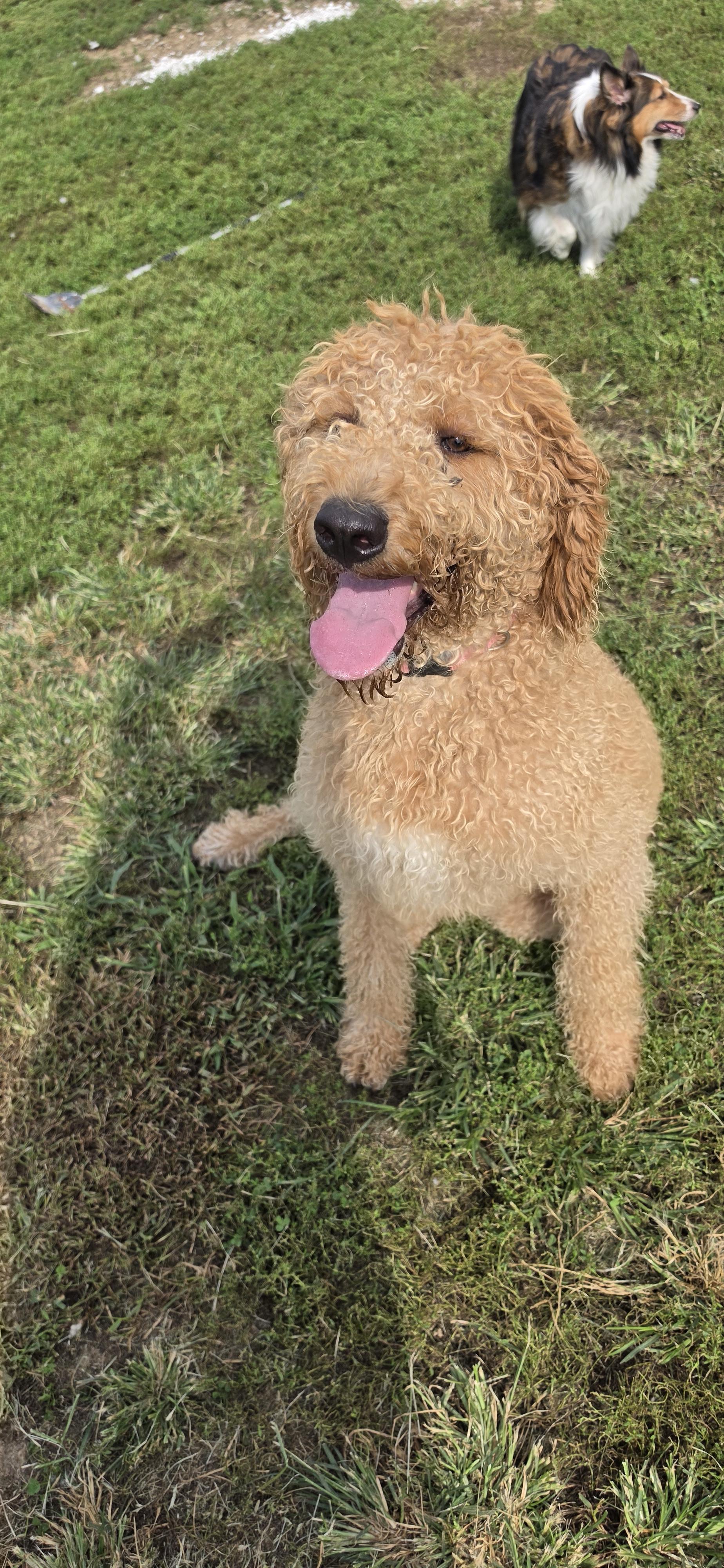 Enlarge Rubie, a Adoptable mixed breed in Terre Haute, IN image 2/4