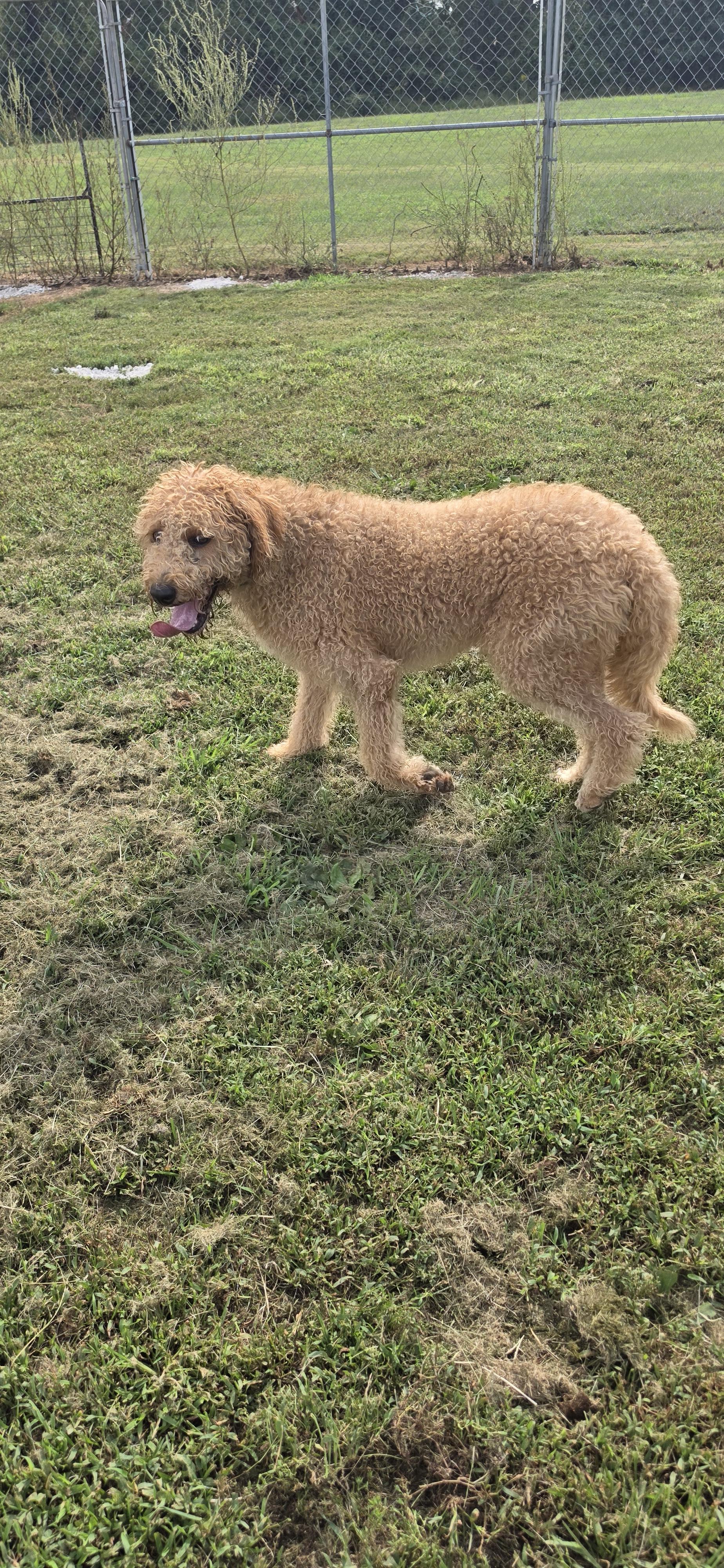 Enlarge Rubie, a Adoptable mixed breed in Terre Haute, IN image 4/4