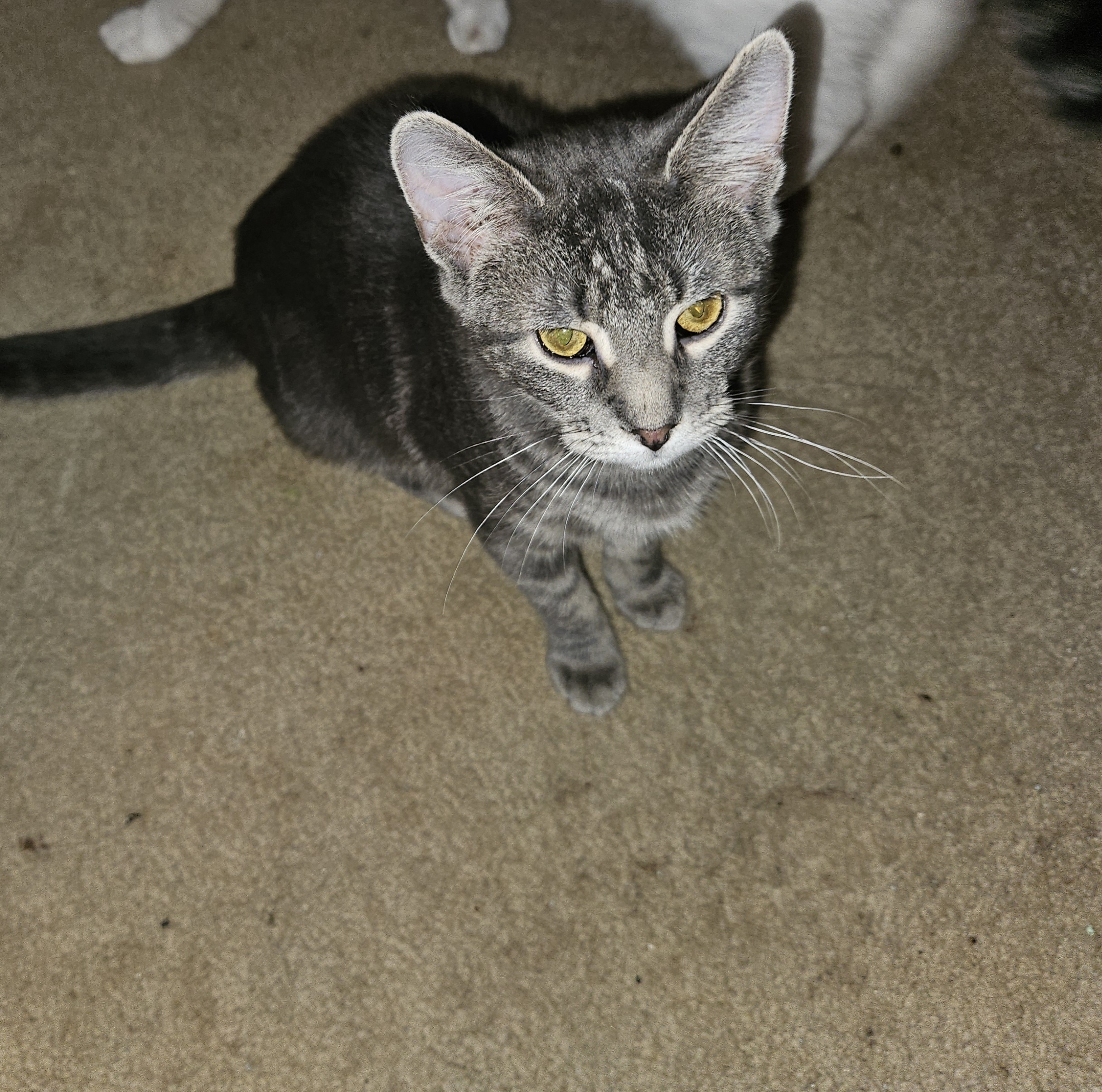 Tali, a Adoptable Domestic Short Hair in Mansfield, PA image 2/4