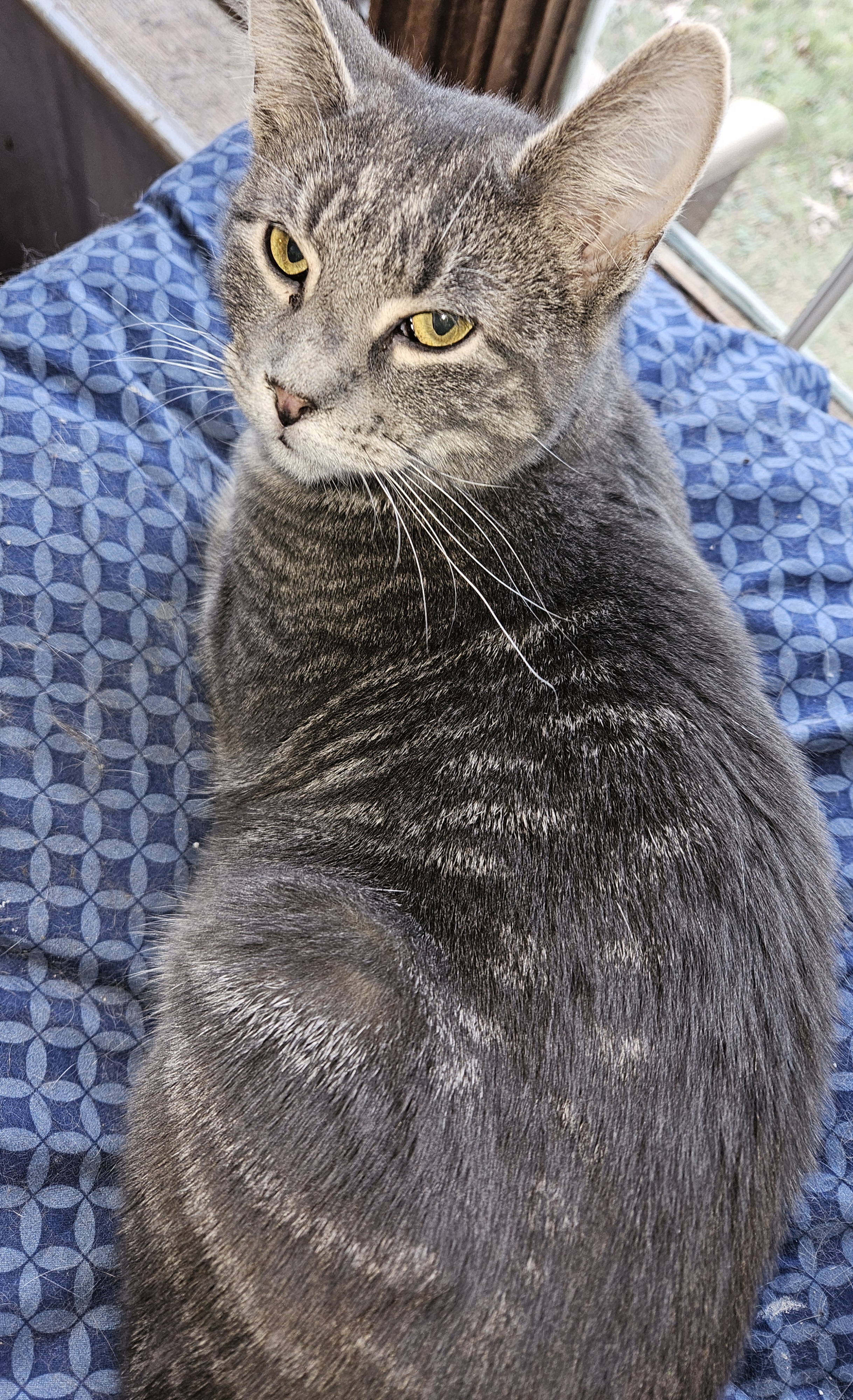 Tali, a Adoptable Domestic Short Hair in Mansfield, PA image 1/4