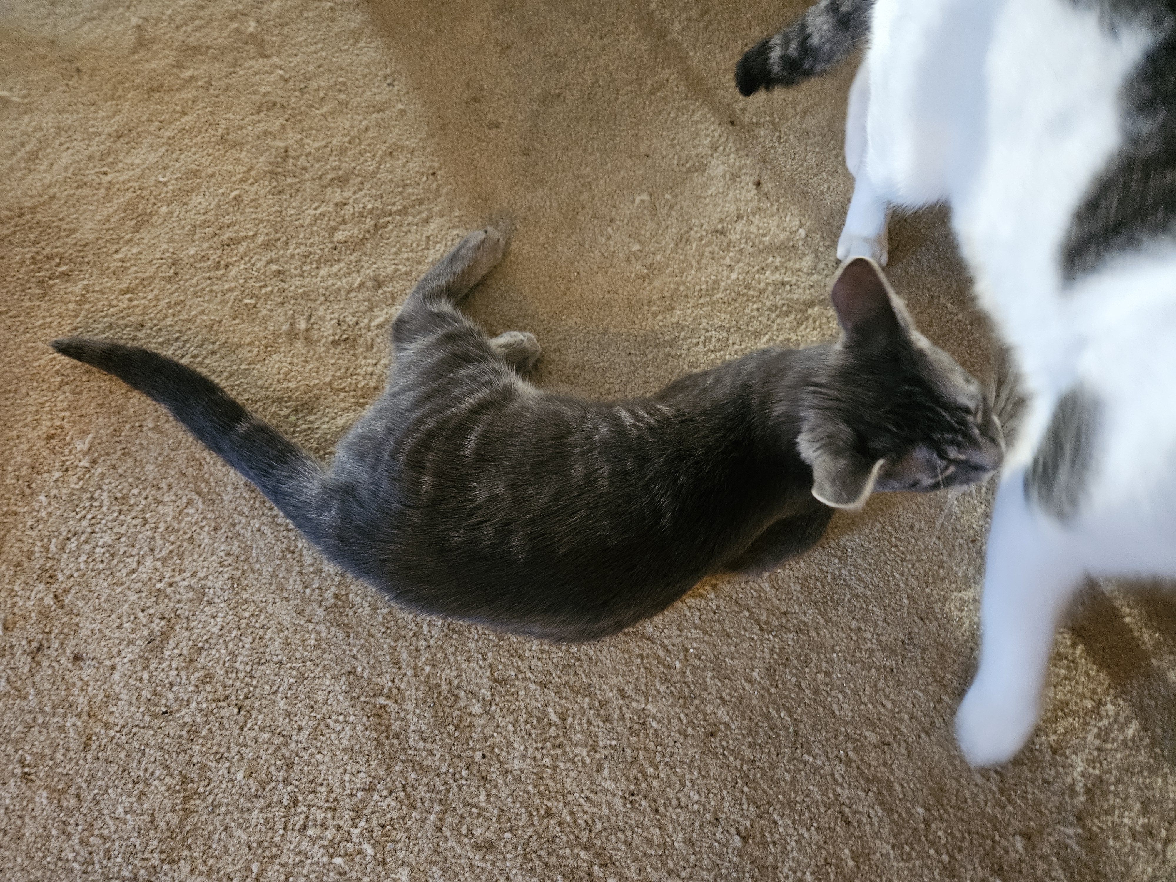 Tali, a Adoptable Domestic Short Hair in Mansfield, PA image 3/4