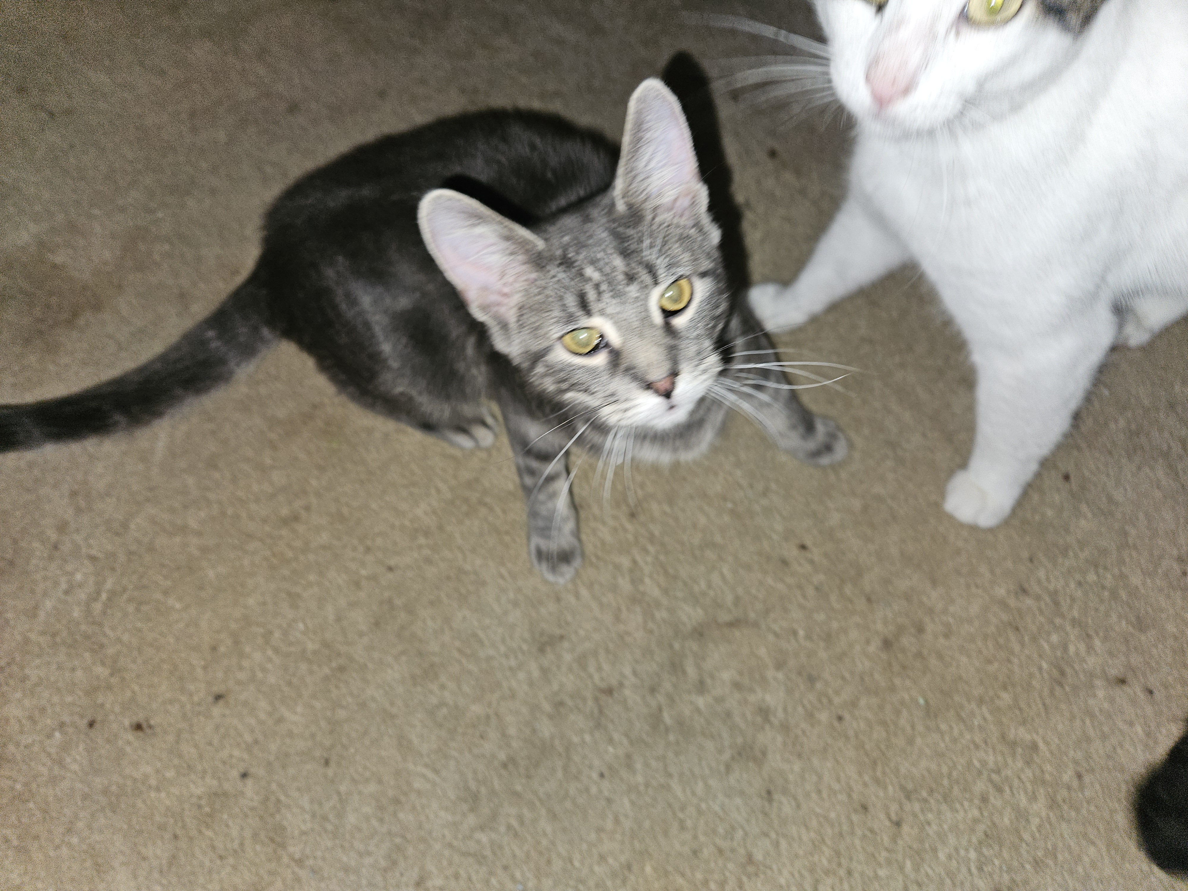 Tali, a Adoptable Domestic Short Hair in Mansfield, PA image 4/4