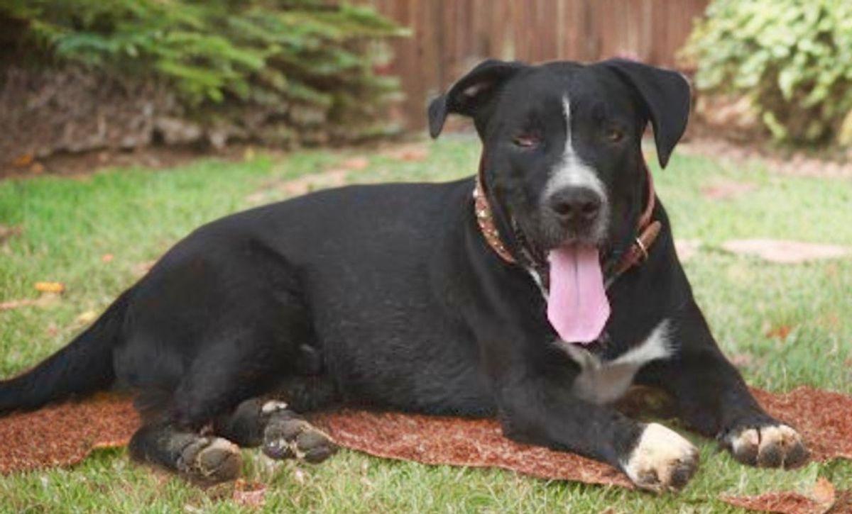 Enlarge Gator, a Adoptable American Staffordshire Terrier in Kingman, AZ image 1/3