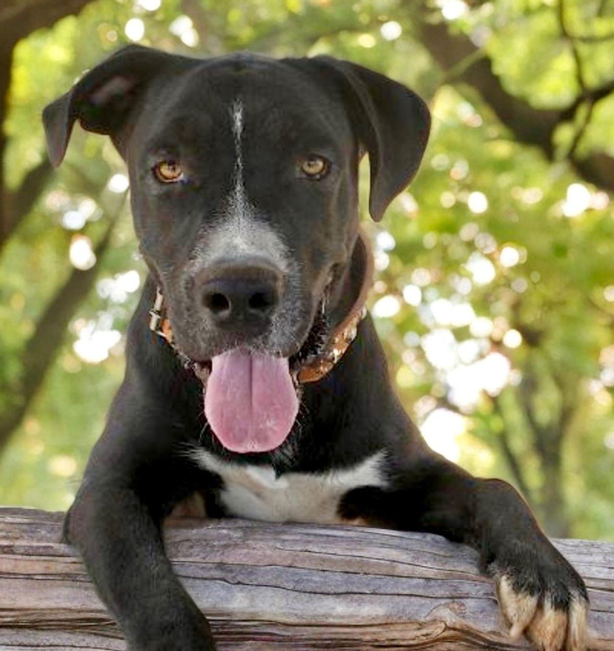 Enlarge Gator, a Adoptable American Staffordshire Terrier in Kingman, AZ image 2/3