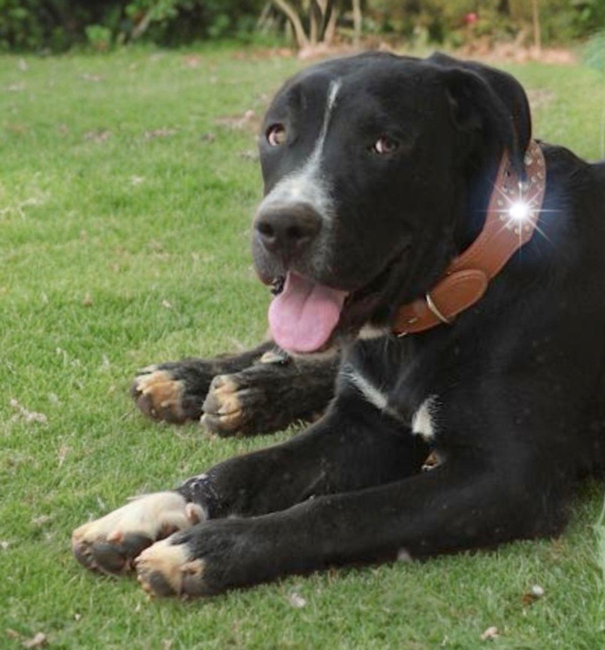 Enlarge Gator, a Adoptable American Staffordshire Terrier in Kingman, AZ image 3/3