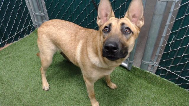 LUNA, Adoptable, Young Female Belgian Shepherd / Malinois.