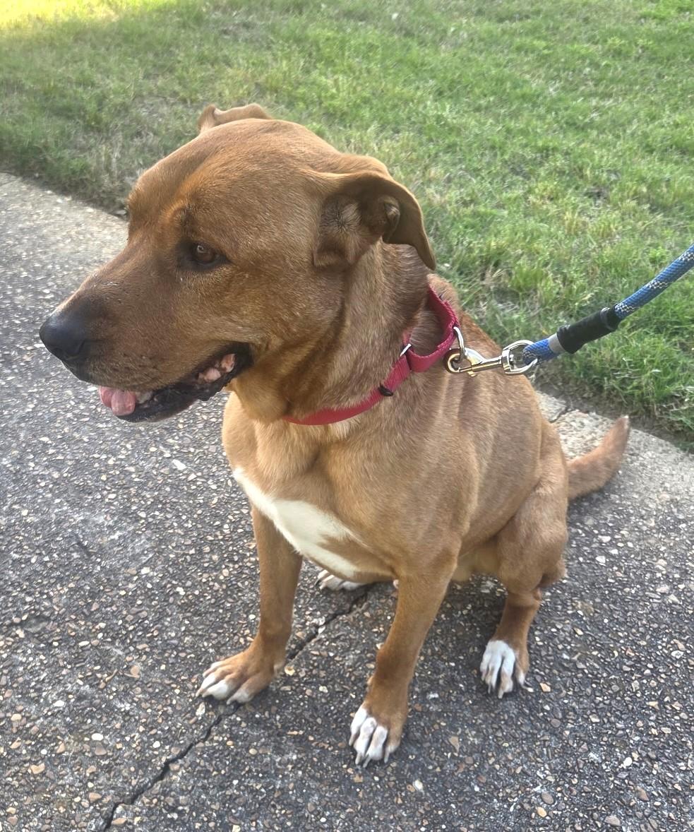 Enlarge Red, a ADOPTABLE Mixed Breed in Arlington, TN image 3/5