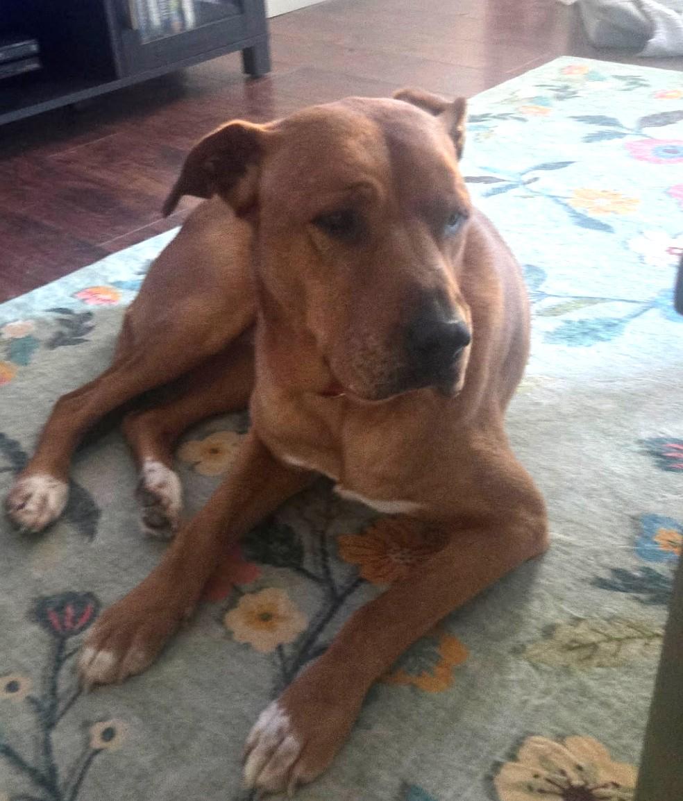 Red, ADOPTABLE, Adult Male Mixed Breed.