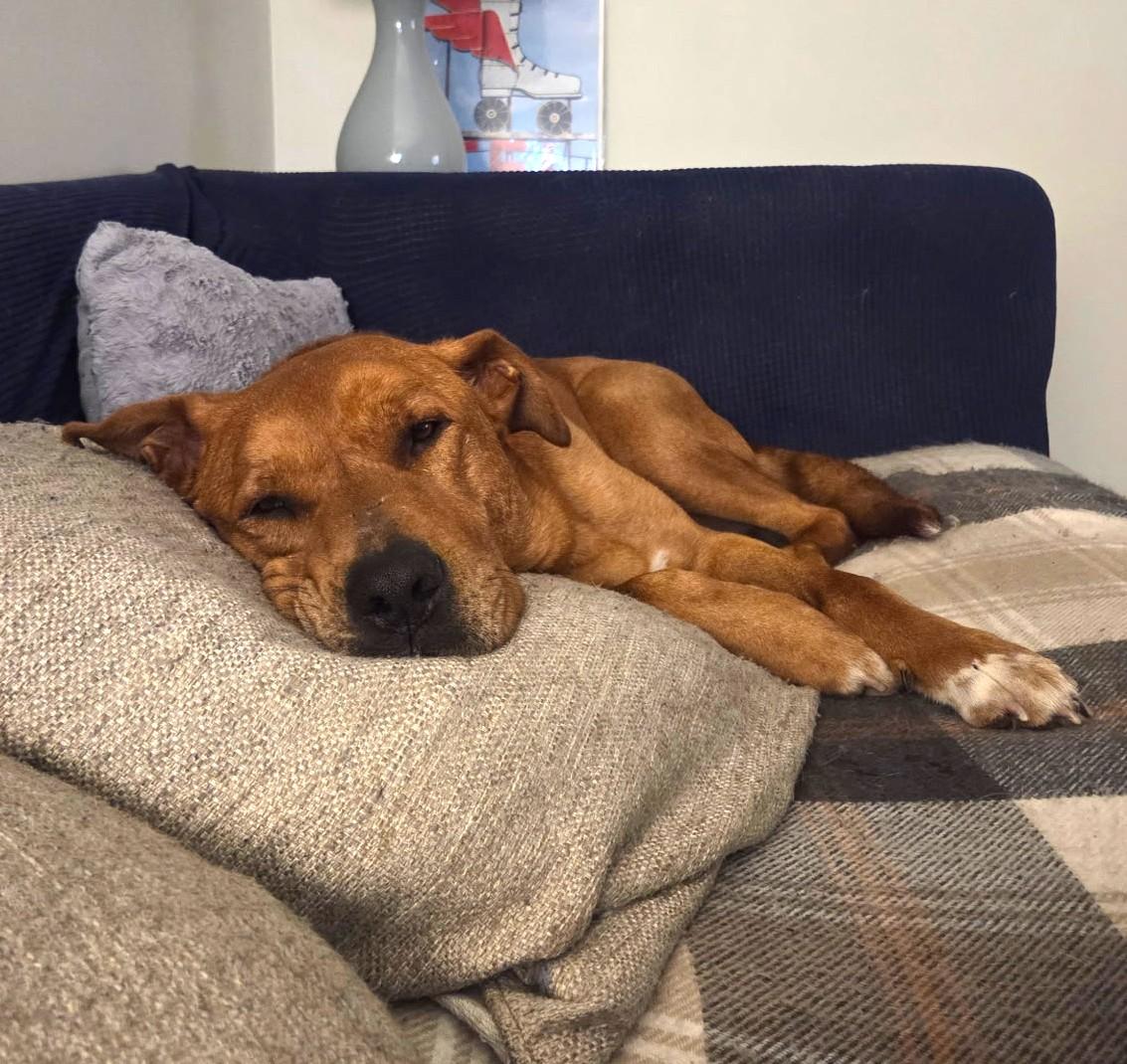 Enlarge Red, a ADOPTABLE Mixed Breed in Arlington, TN image 2/5