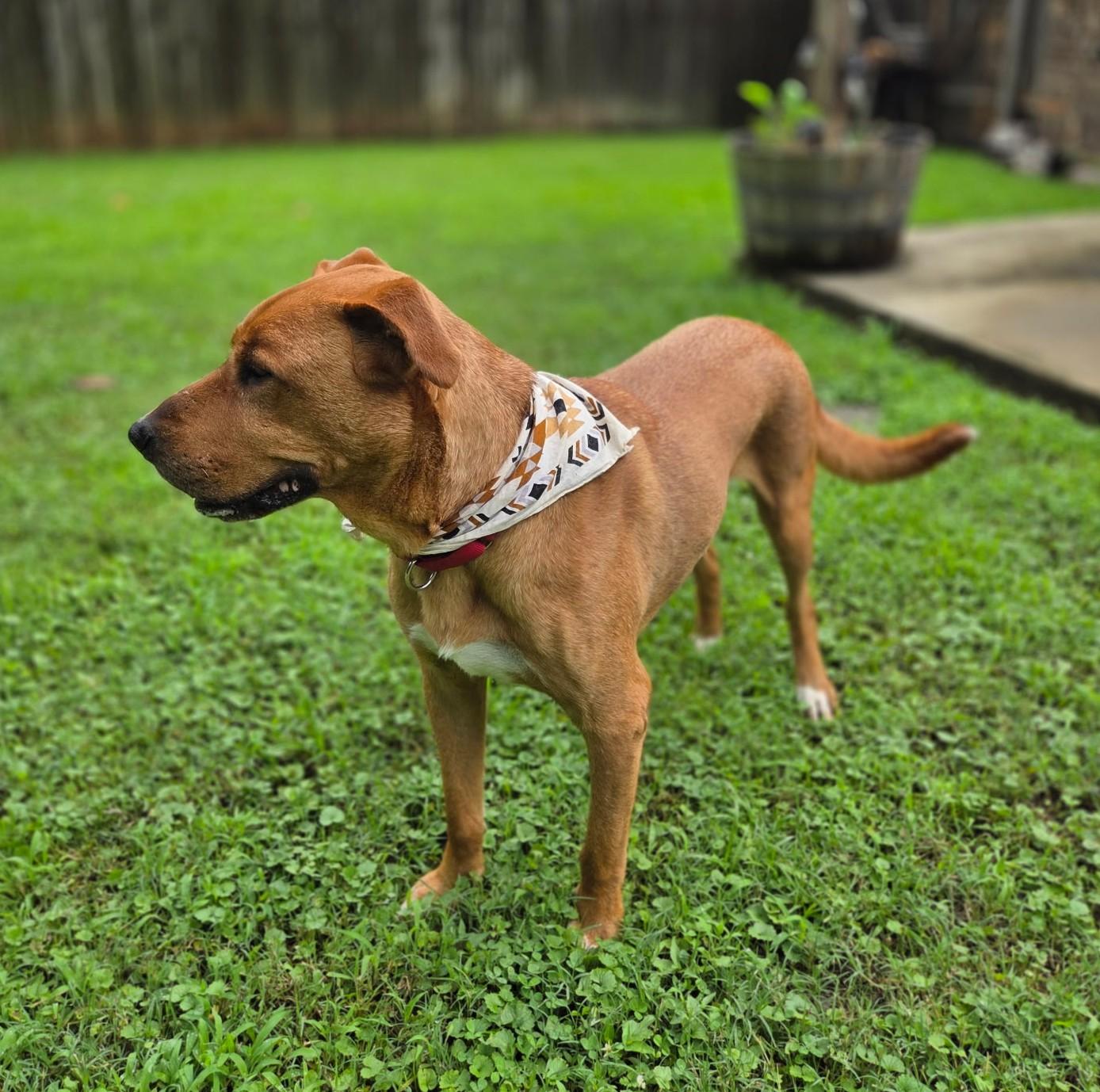 Red, a ADOPTABLE Mixed Breed in Arlington, TN image 2/6