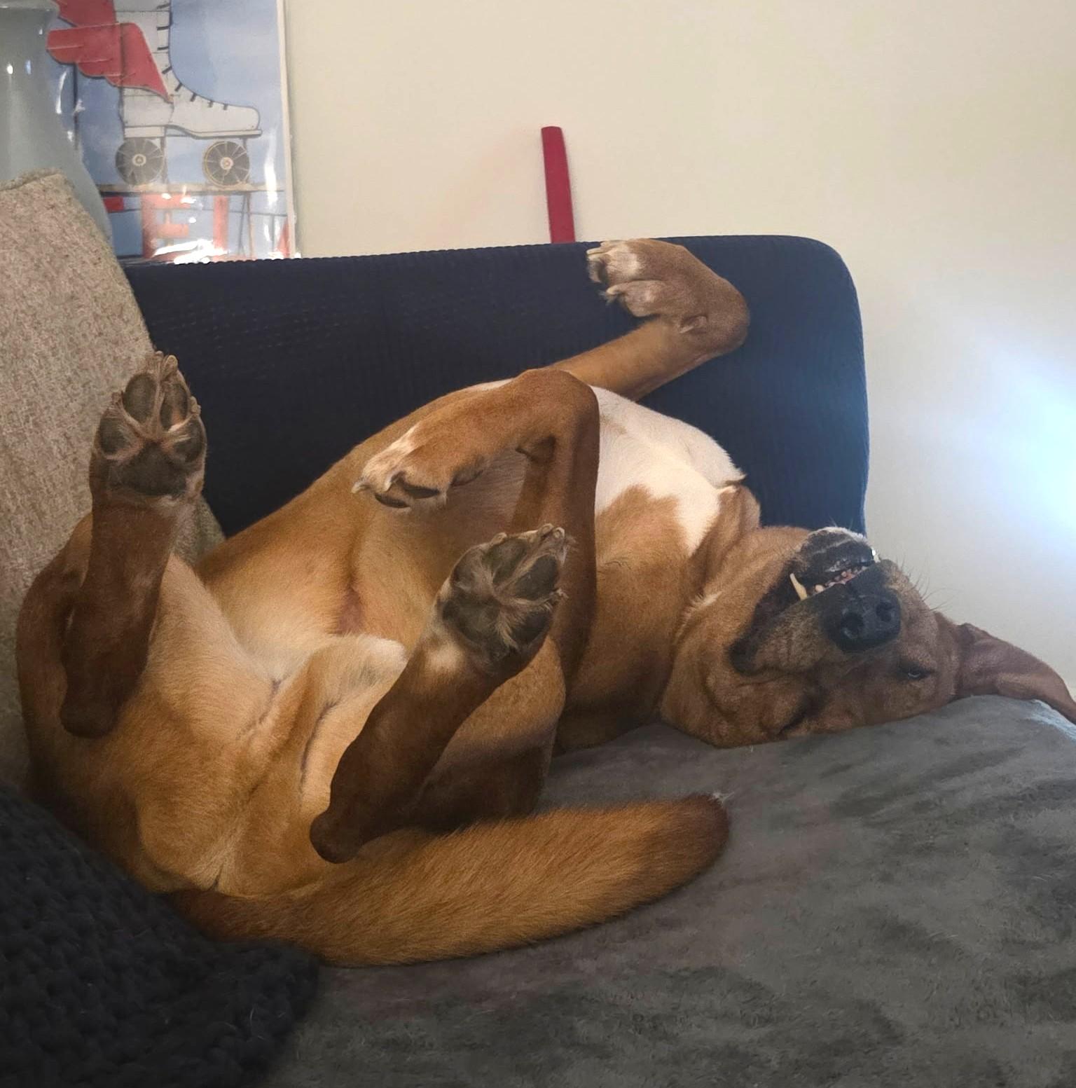 Red, ADOPTABLE, Adult Male Mixed Breed.