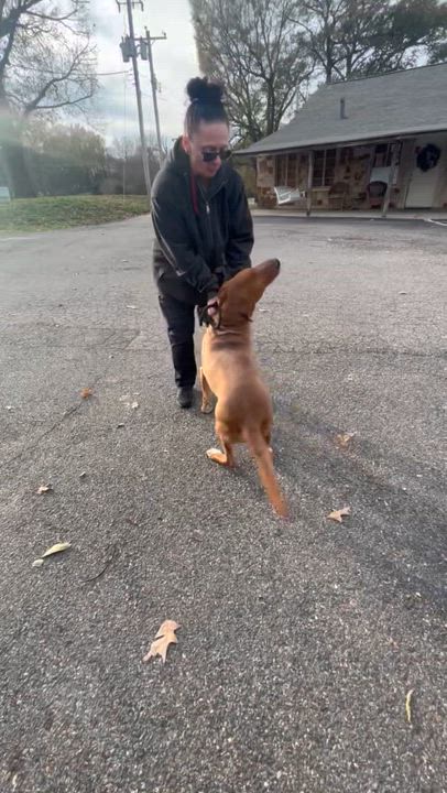 Enlarge Red, a ADOPTABLE Mixed Breed in Arlington, TN video 5/5
