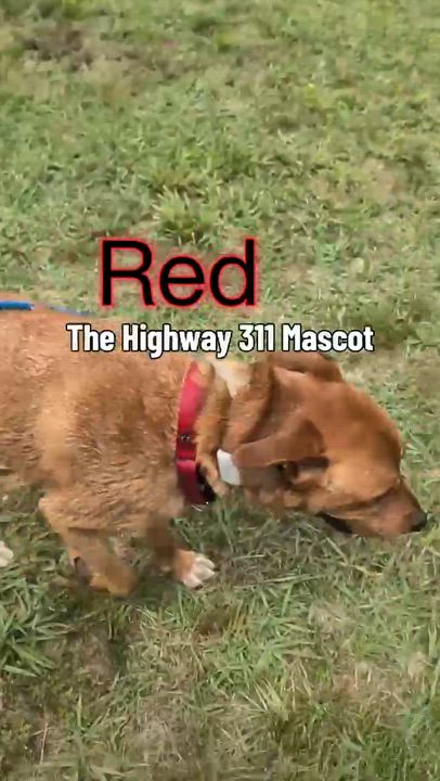 Enlarge Red, a ADOPTABLE Mixed Breed in Arlington, TN video 1/5