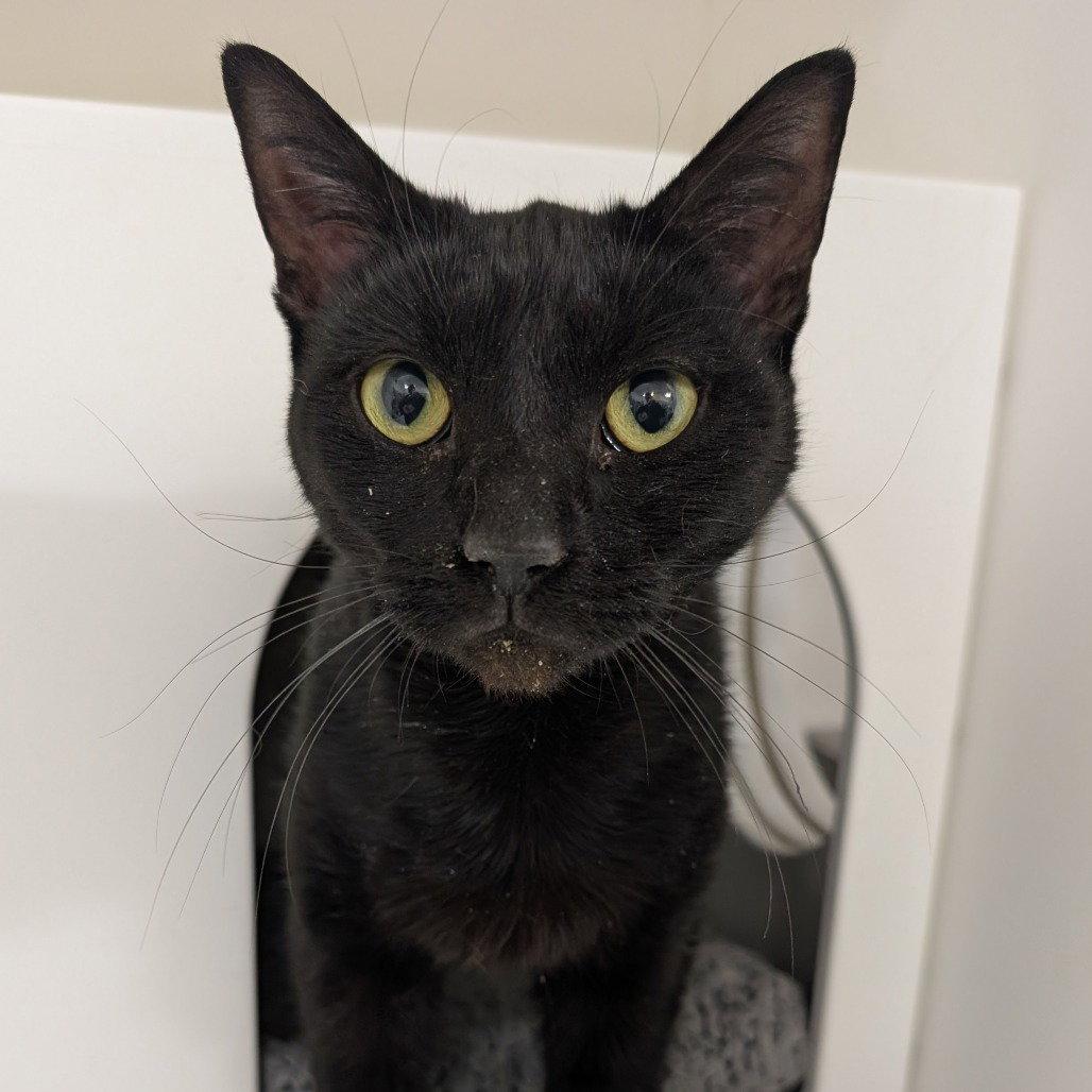 Lola, Adoptable, Adult Female Domestic Short Hair.