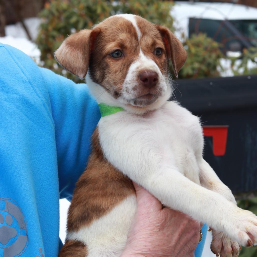 CT Maira, Adoptable, Puppy Female Cattle Dog.