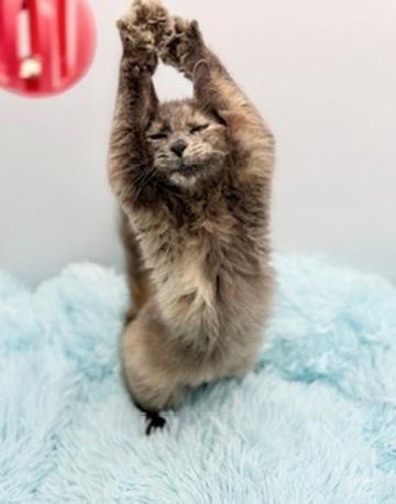 Enlarge Alliteration , an adopted Dilute Tortoiseshell in Covington, LA image 5/6