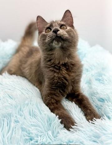 Enlarge Alliteration , an adopted Dilute Tortoiseshell in Covington, LA image 4/6