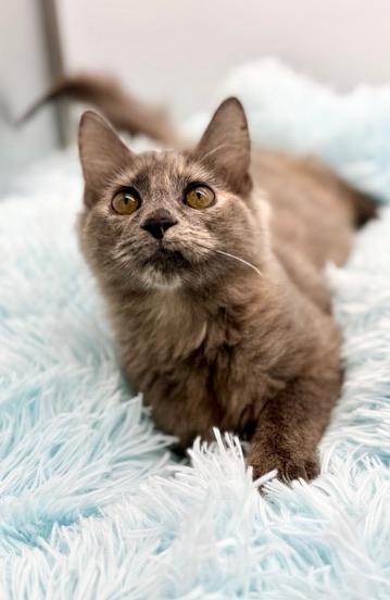 Enlarge Alliteration , an adopted Dilute Tortoiseshell in Covington, LA image 6/6