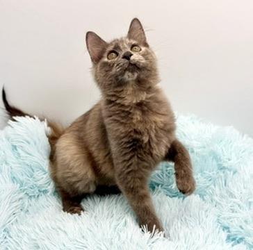 Enlarge Alliteration , an adopted Dilute Tortoiseshell in Covington, LA image 3/6