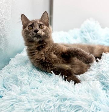 Enlarge Alliteration , an adopted Dilute Tortoiseshell in Covington, LA image 2/6