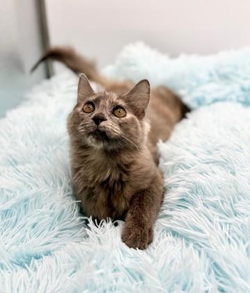 Enlarge Alliteration , an adopted Dilute Tortoiseshell in Covington, LA image 1/6