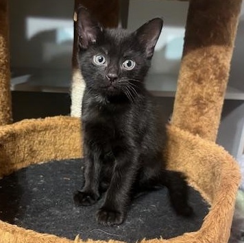 Tigger, adopted, Kitten Male Domestic Short Hair & Bombay.