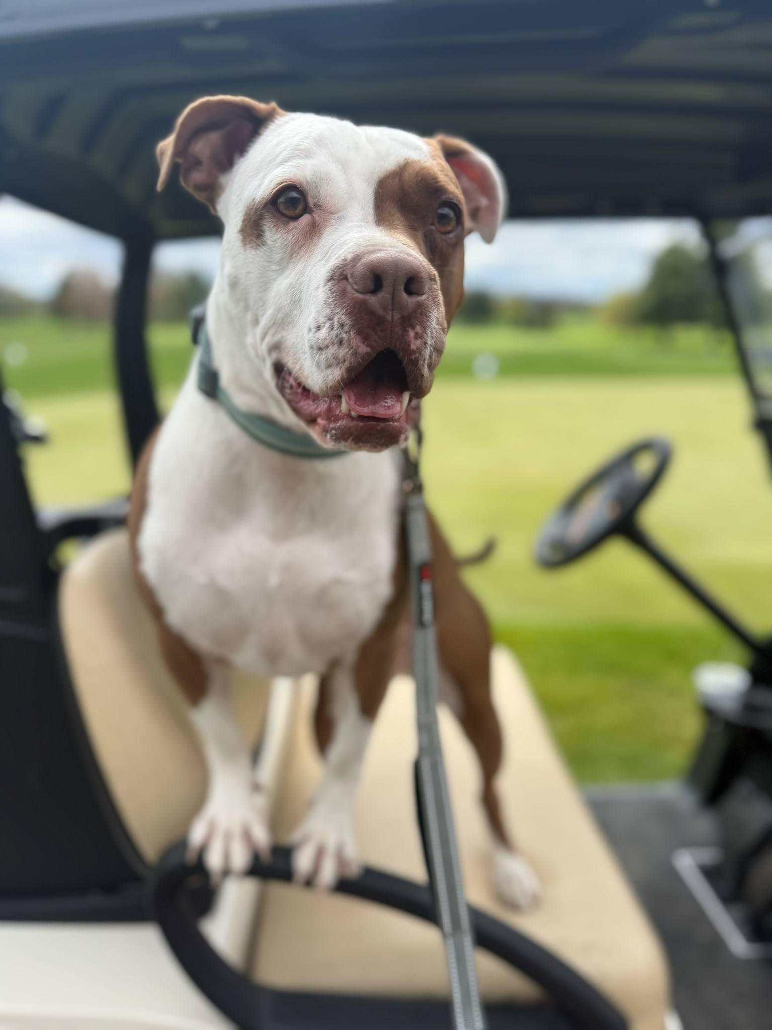 Carmy, a Adoptable mixed breed in Whitewater, WI image 1/6