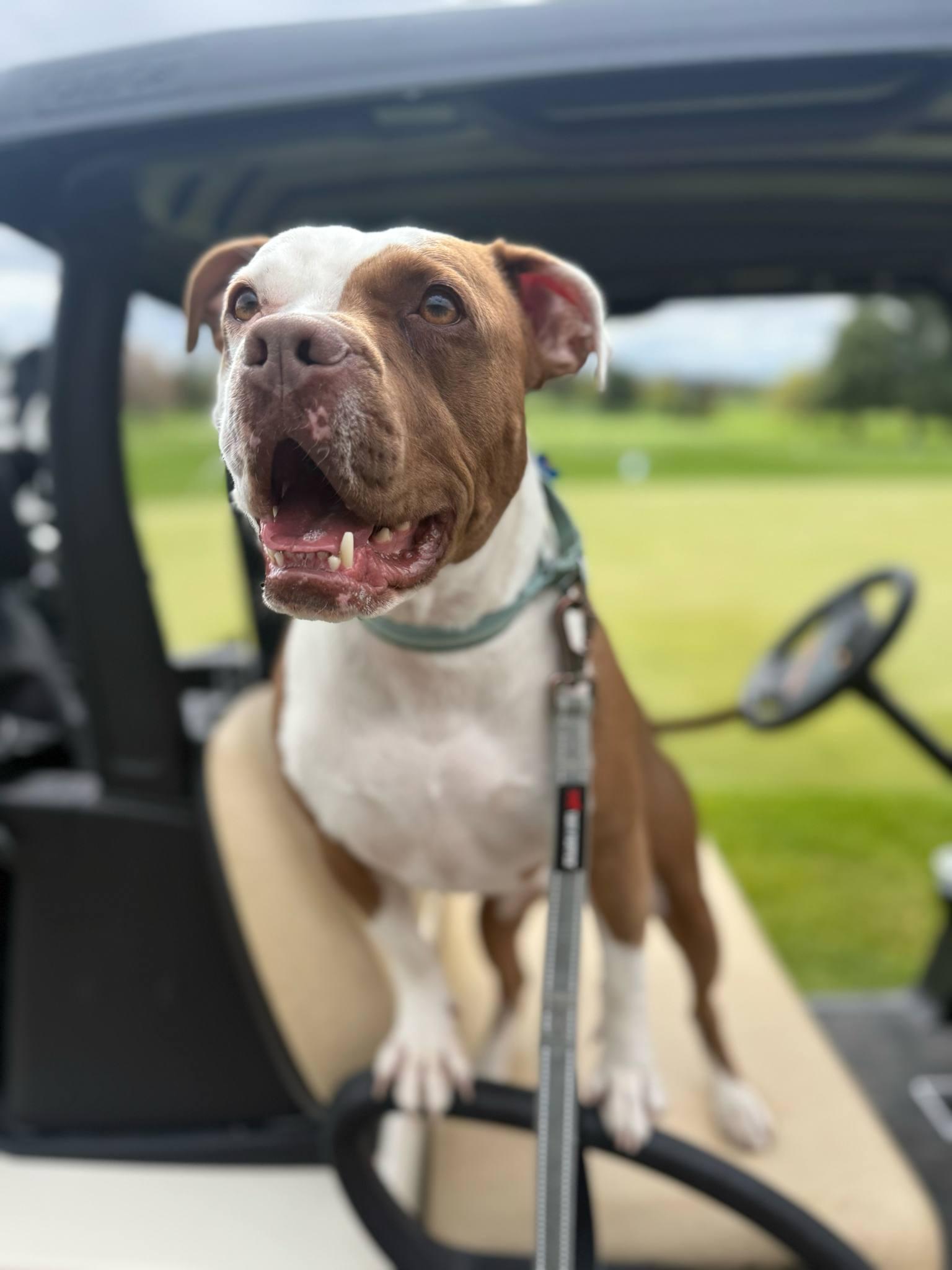 Carmy, a Adoptable mixed breed in Whitewater, WI image 6/6