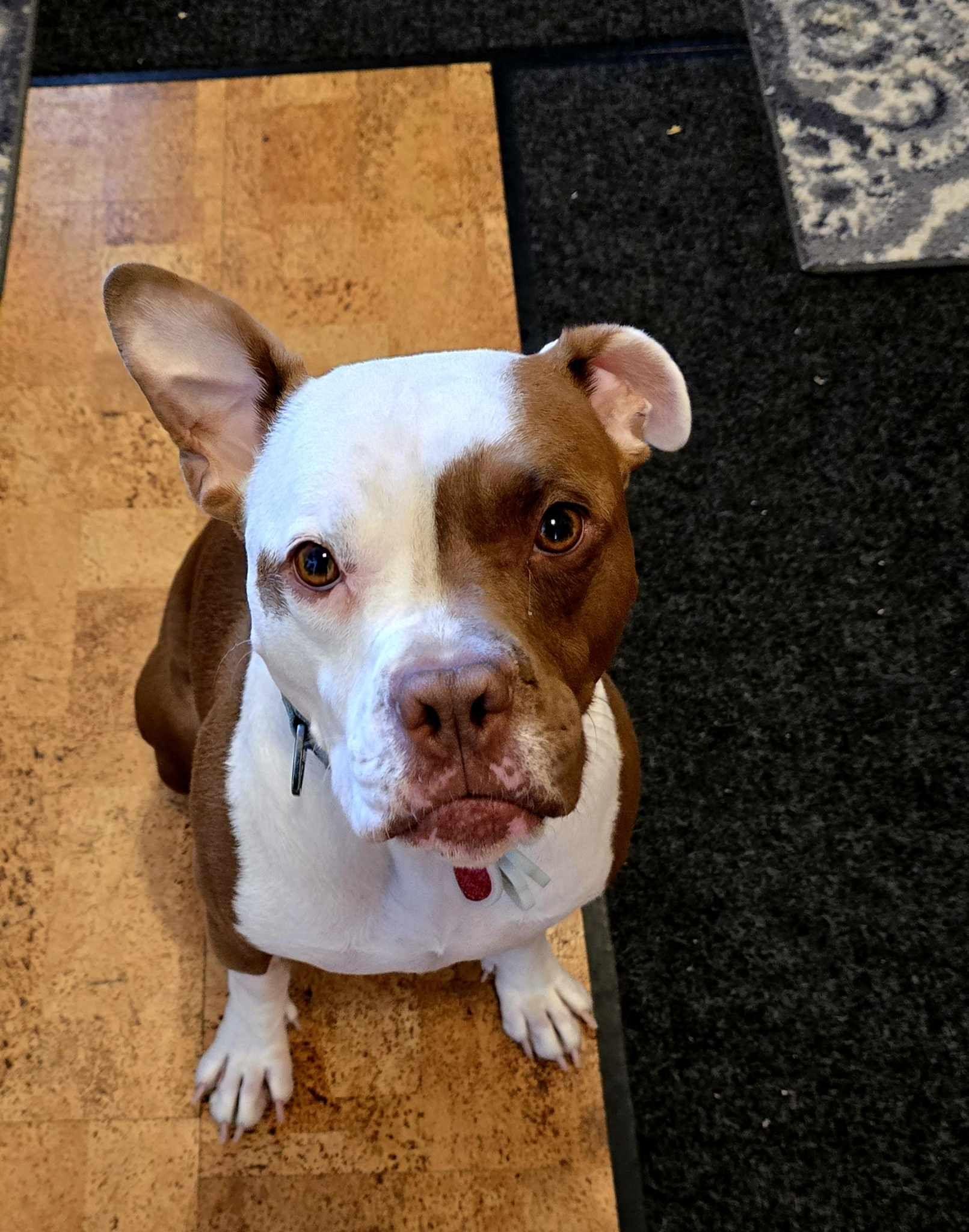 Carmy, a Adoptable mixed breed in Whitewater, WI image 5/6