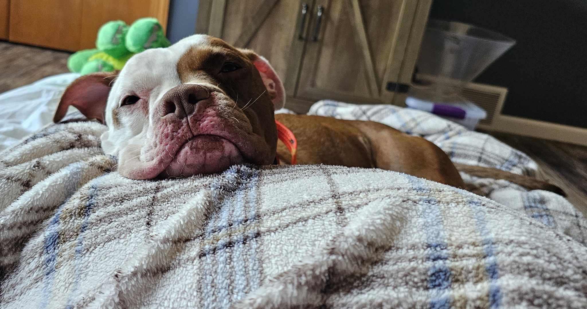 Carmy, a Adoptable mixed breed in Whitewater, WI image 2/6