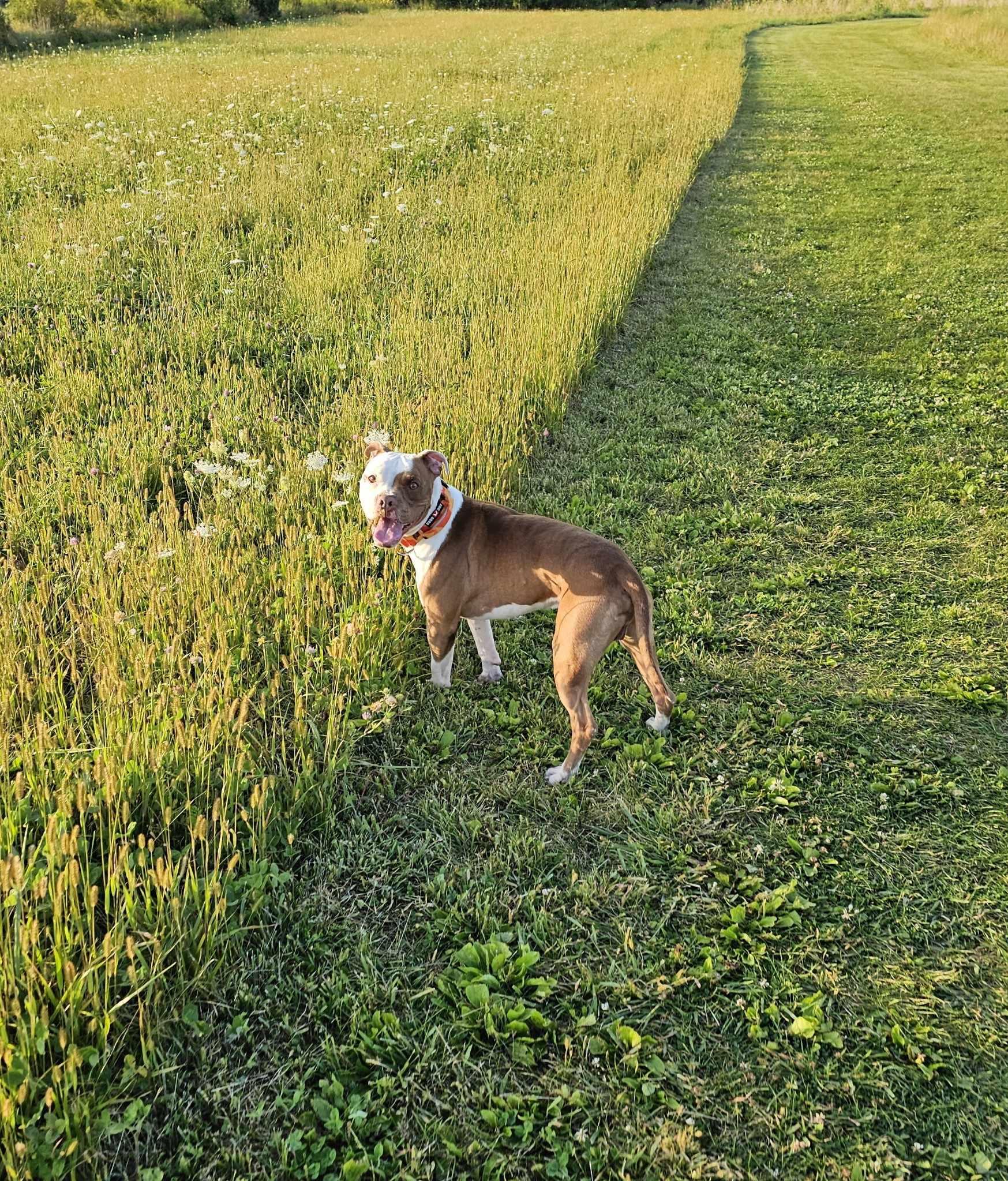 Carmy, a Adoptable mixed breed in Whitewater, WI image 3/6