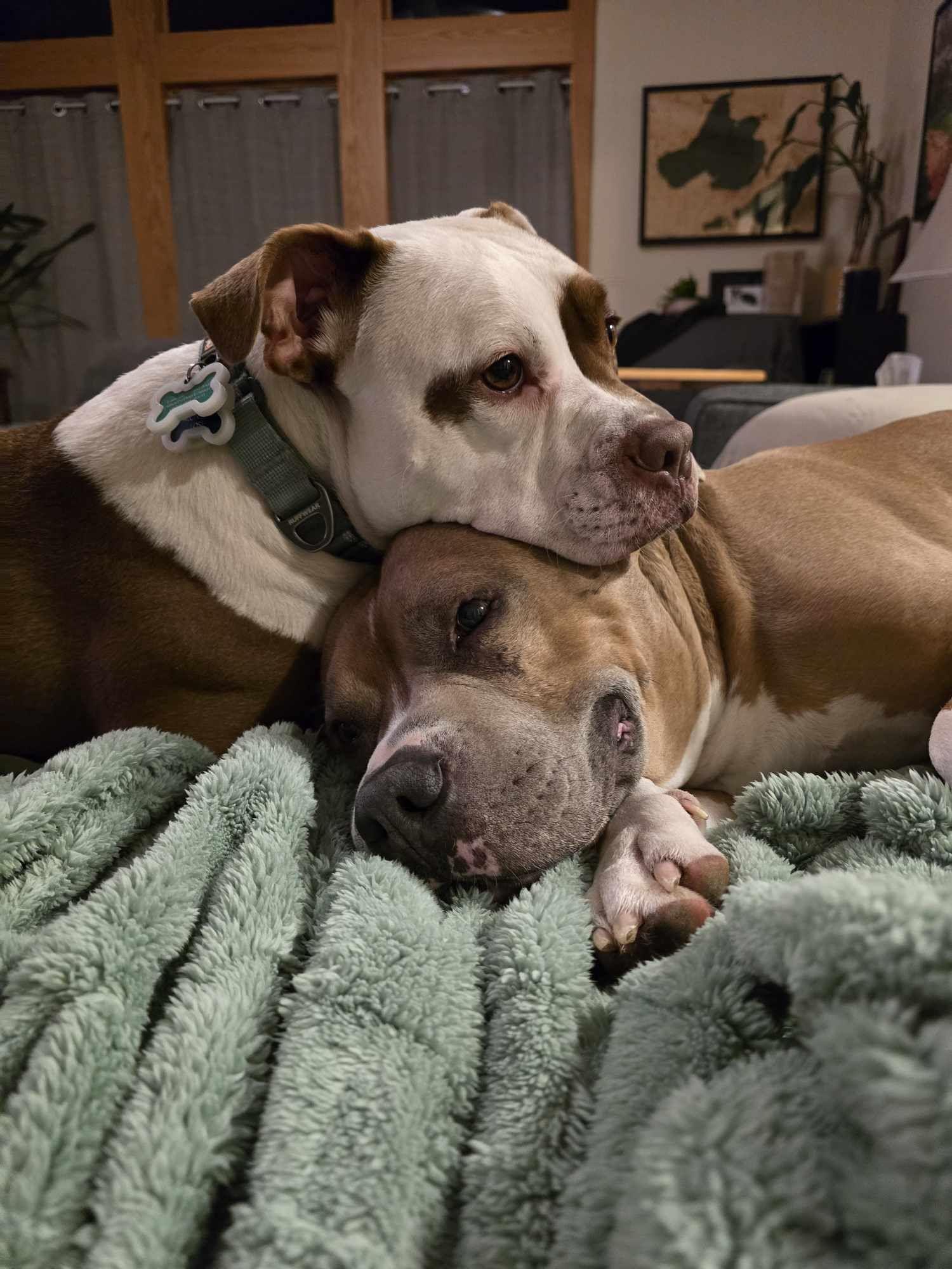 Carmy, a Adoptable mixed breed in Whitewater, WI image 4/6