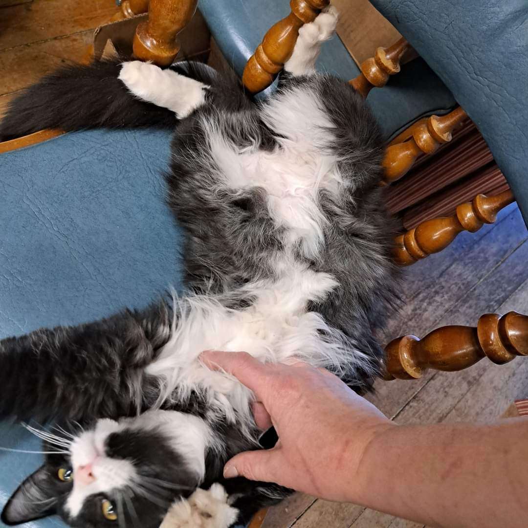 Enlarge Panda, a Adopted Domestic Long Hair in Coldwater, MI image 1/5