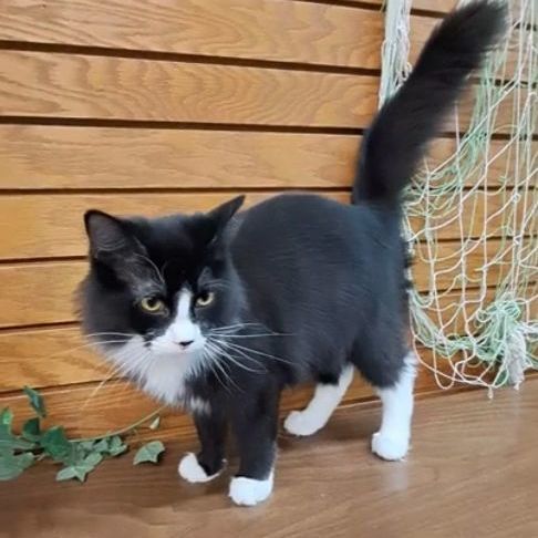 Enlarge Panda, a Adopted Domestic Long Hair in Coldwater, MI image 4/5