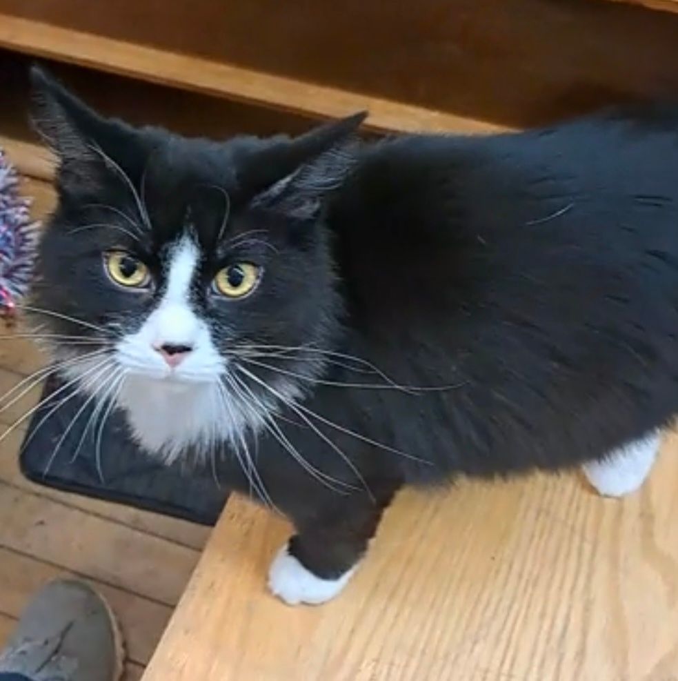 Enlarge Panda, a Adopted Domestic Long Hair in Coldwater, MI image 5/5