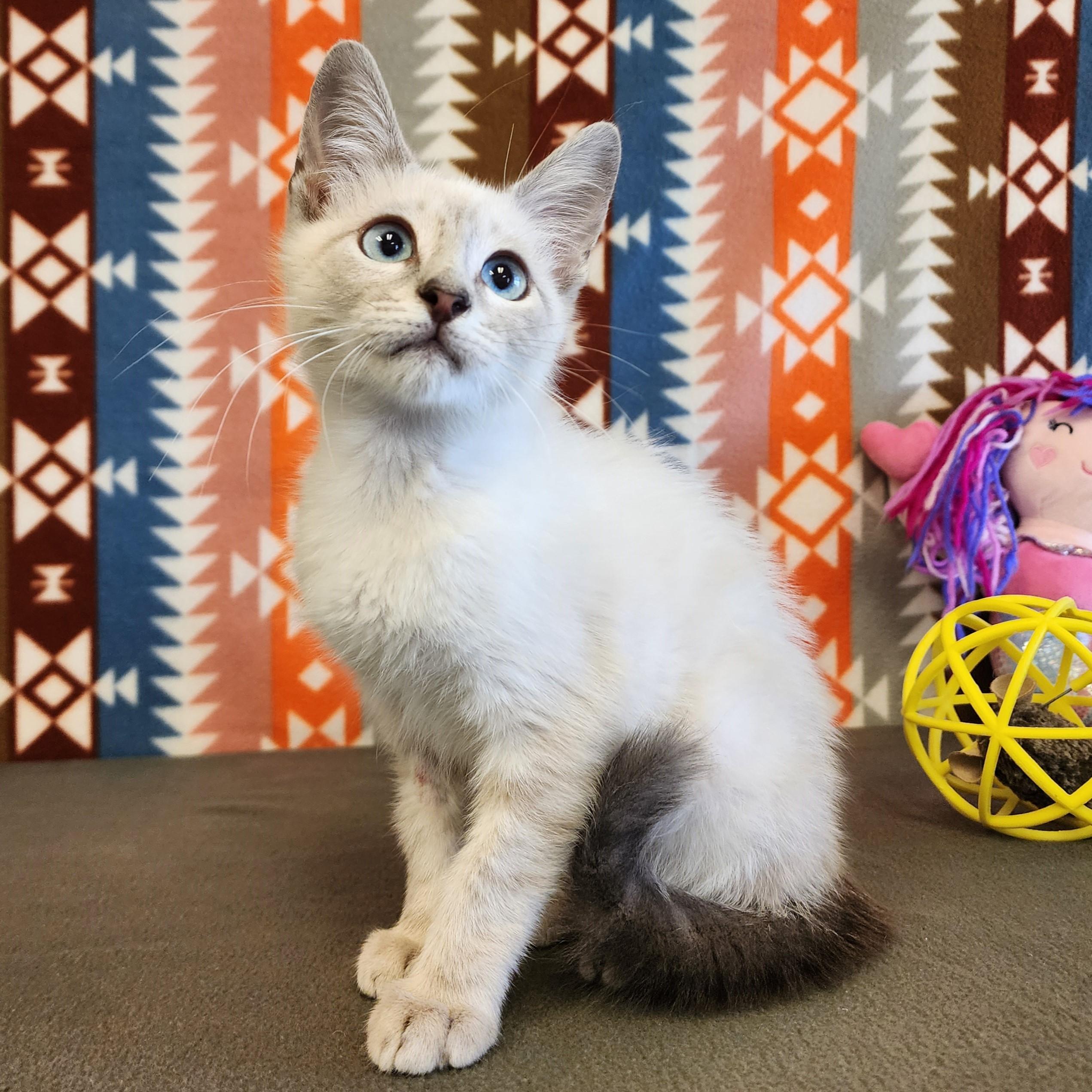 Alaska, adopted, Young Male Siamese.