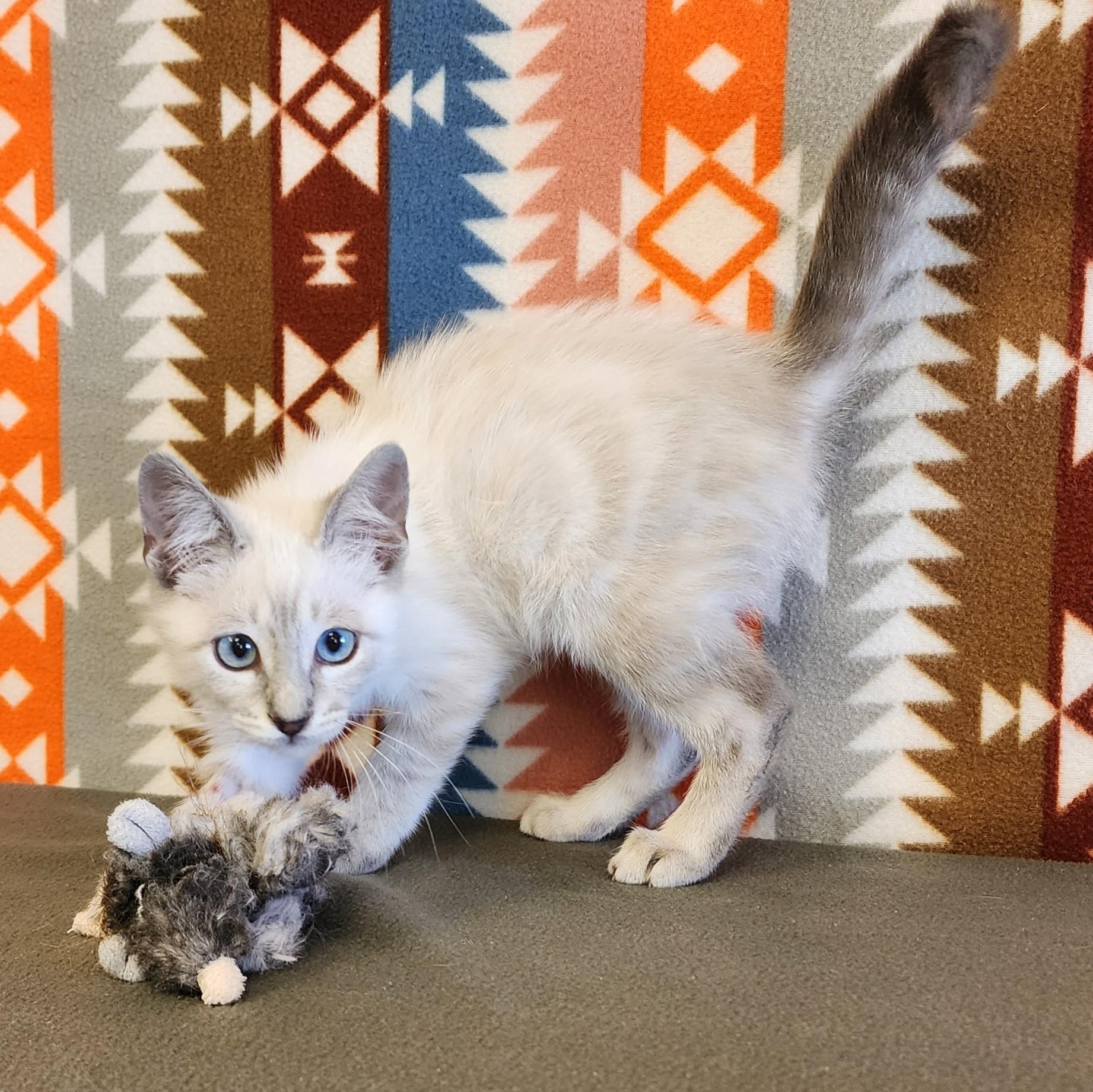 Enlarge Alaska, an adopted mixed breed in ALPINE, TX image 5/6