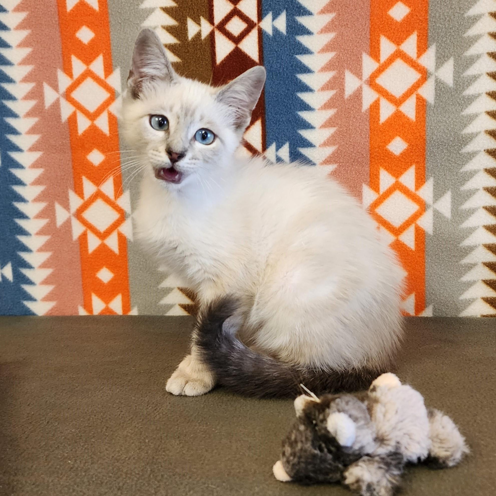 Enlarge Alaska, an adopted mixed breed in ALPINE, TX image 4/6