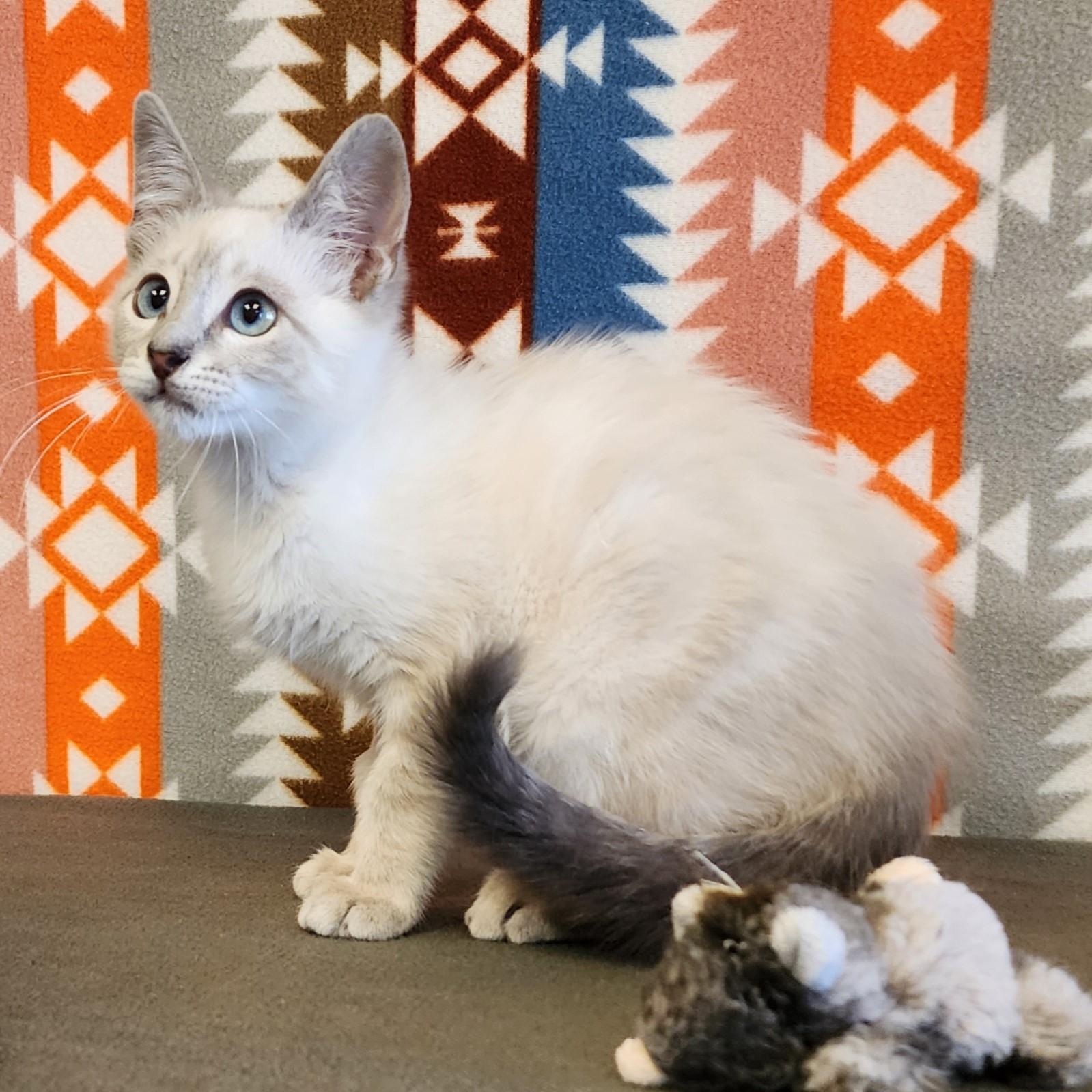 Enlarge Alaska, an adopted mixed breed in ALPINE, TX image 3/6