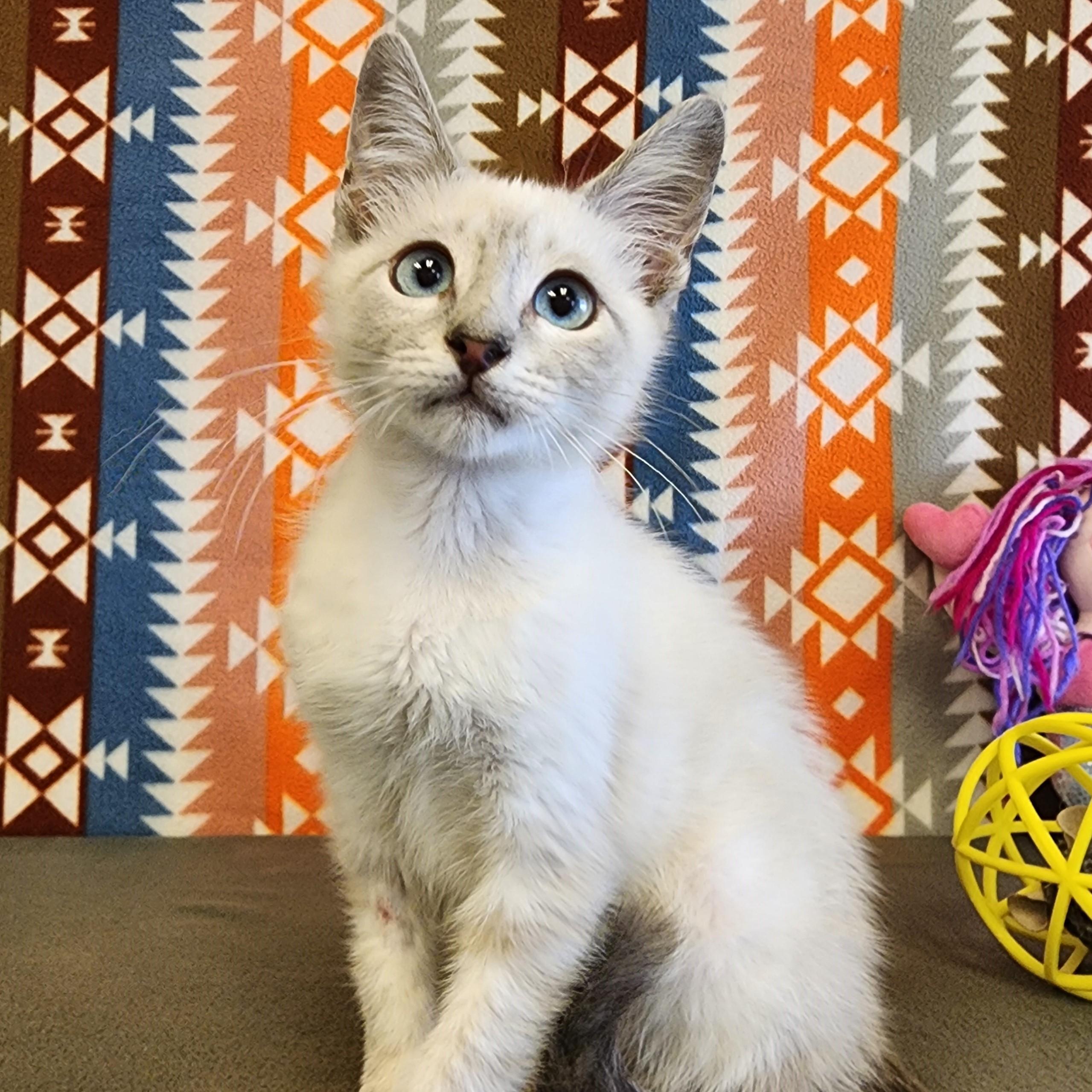 Enlarge Alaska, an adopted mixed breed in ALPINE, TX image 2/6