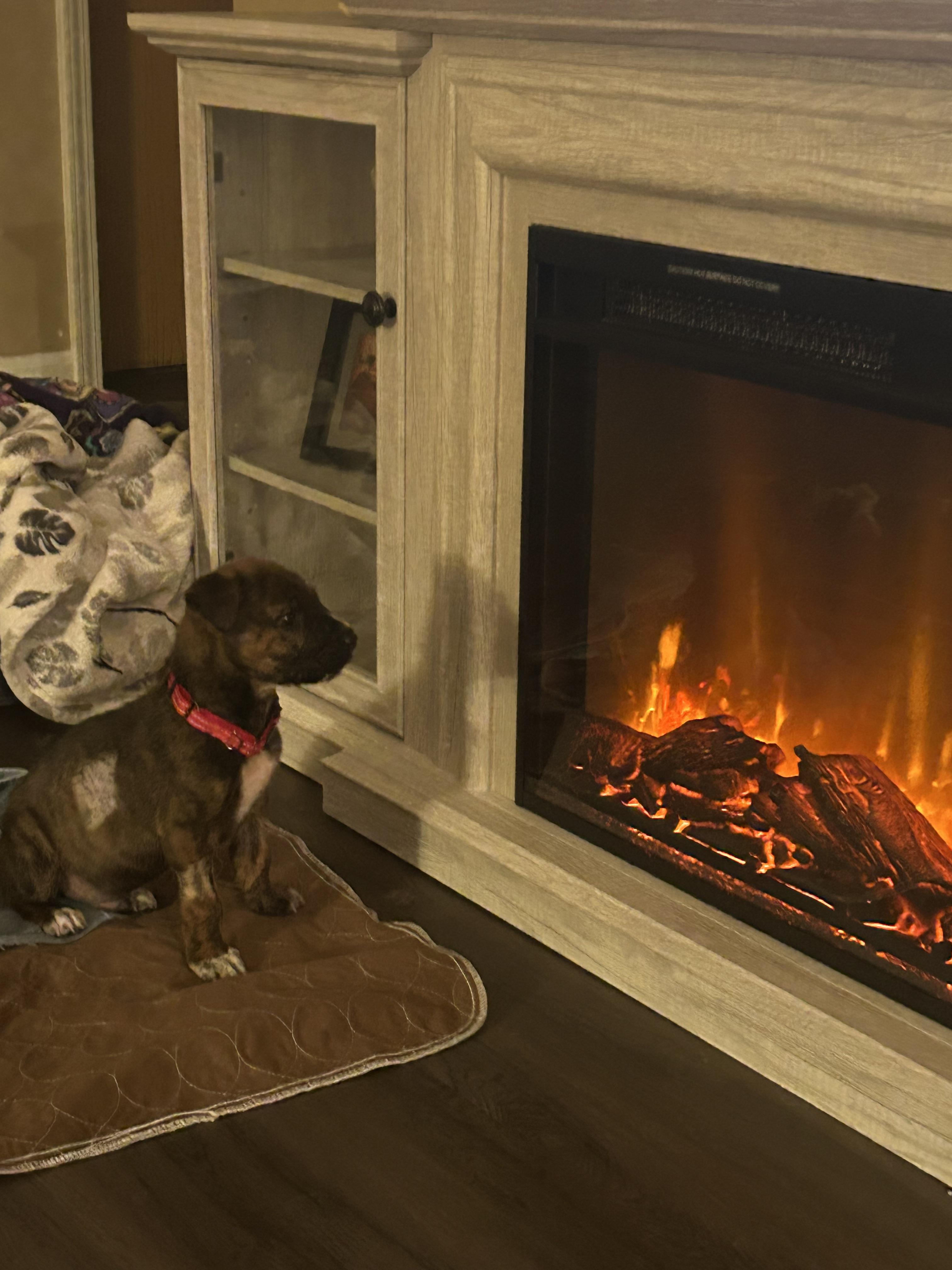 Conrad, a ADOPTABLE mixed breed in Warrenville, IL image 6/6