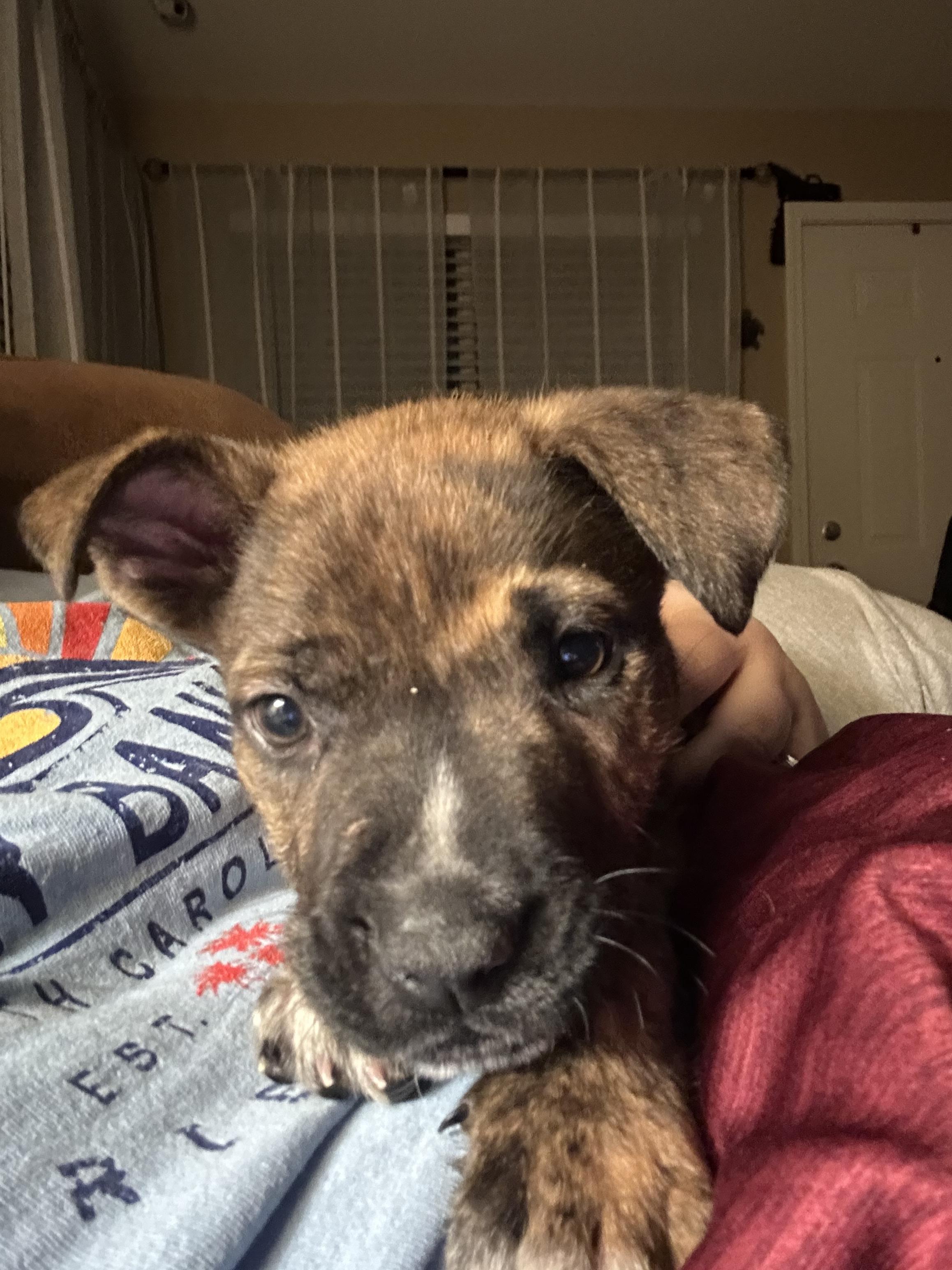 Conrad, a ADOPTABLE mixed breed in Warrenville, IL image 5/6