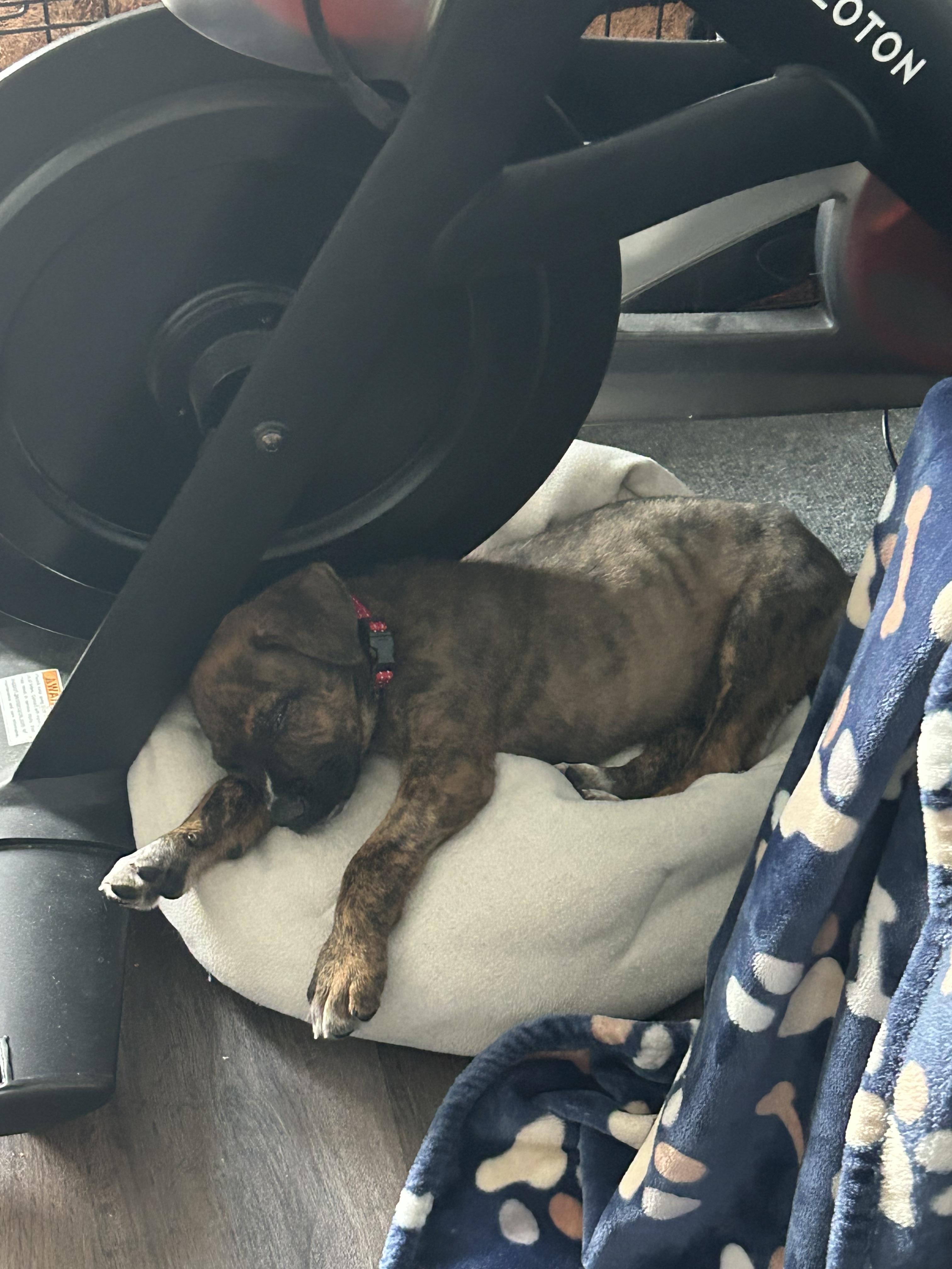 Conrad, ADOPTABLE, Young Male American Staffordshire Terrier & Pit Bull Terrier.