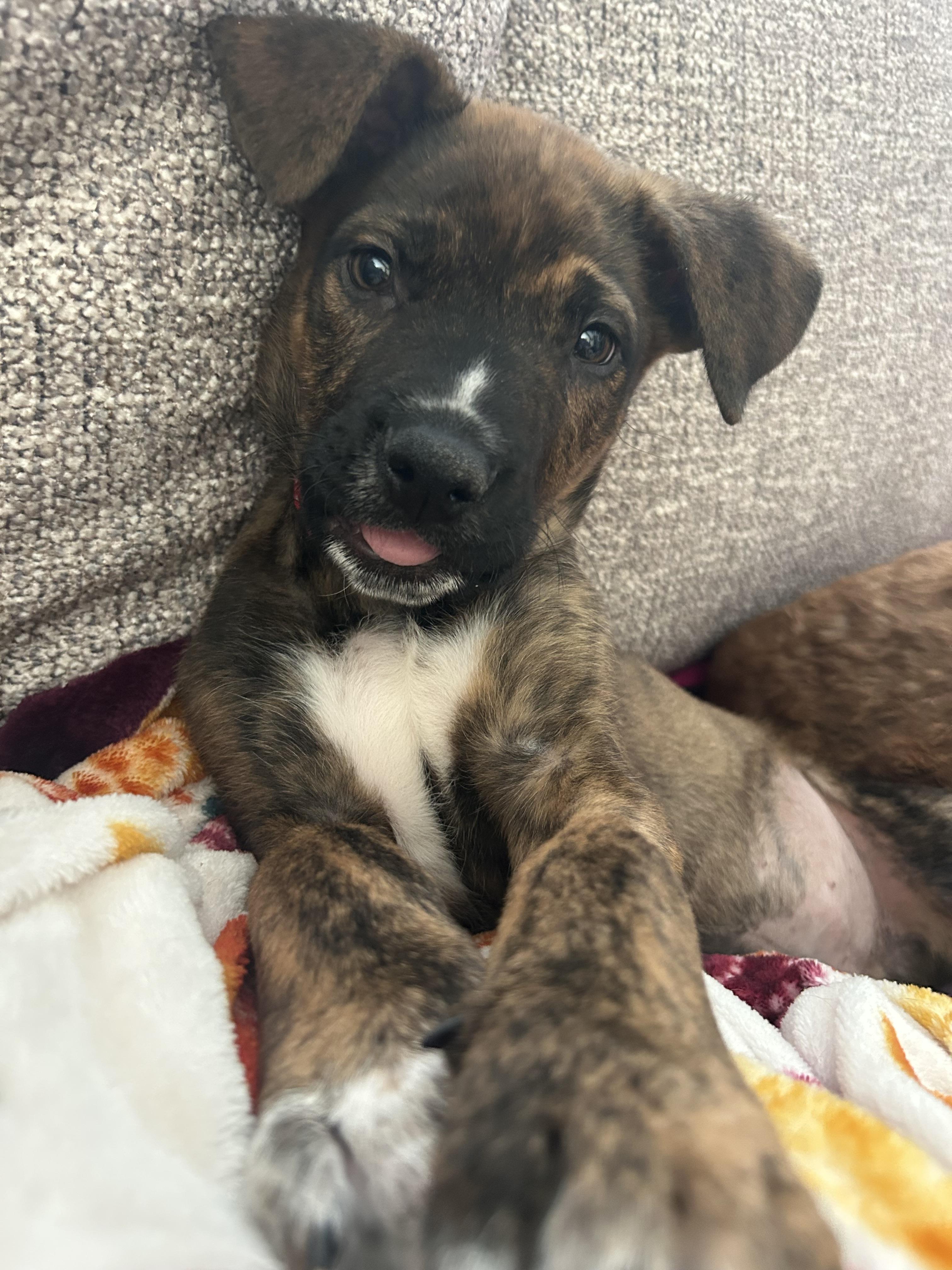 Conrad, a ADOPTABLE mixed breed in Warrenville, IL image 3/6