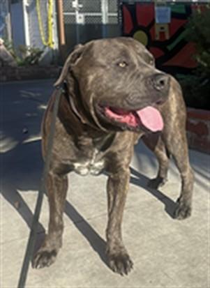 ARTIE, Adoptable, Adult Male Mastiff & Cane Corso.
