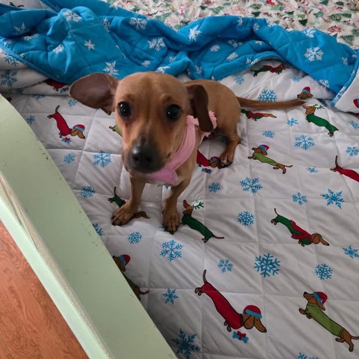 Frankie (momma) — thumbnail 2