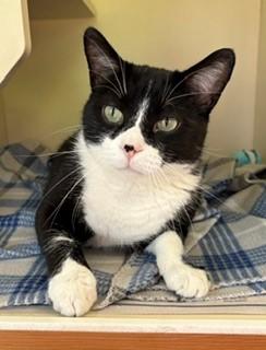 Enlarge Geo, a ADOPTABLE Domestic Short Hair in Mason City, IA image 2/4