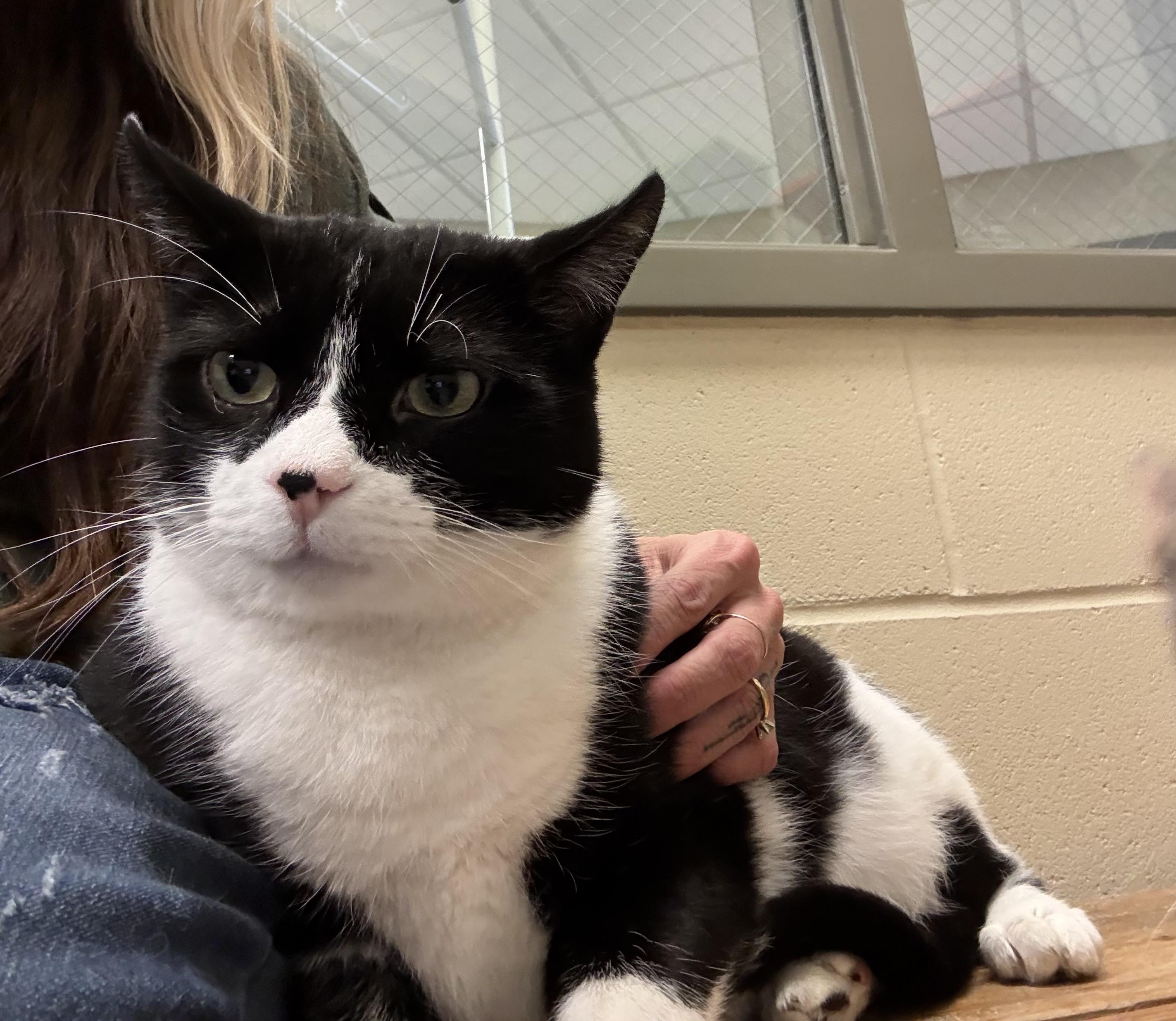 Enlarge Geo, a ADOPTABLE Domestic Short Hair in Mason City, IA image 3/4